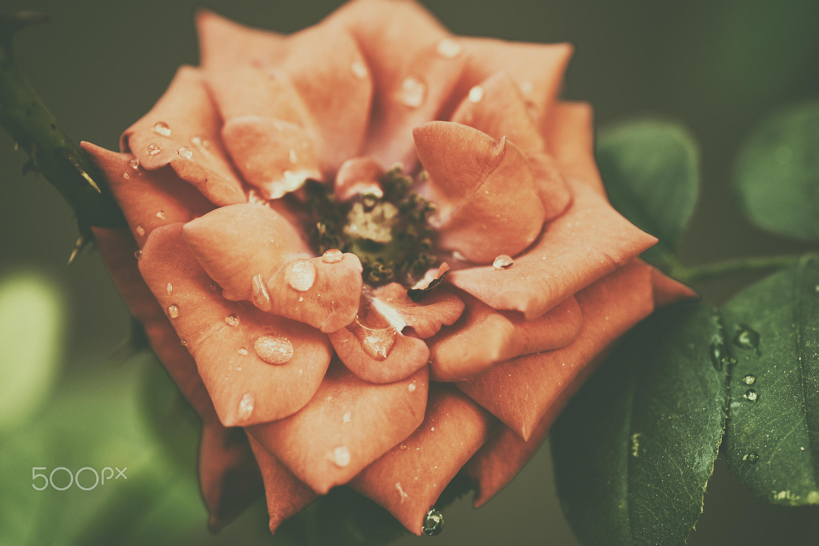 Nikon D800 + Sigma 105mm F2.8 EX DG Macro sample photo. Drop photography