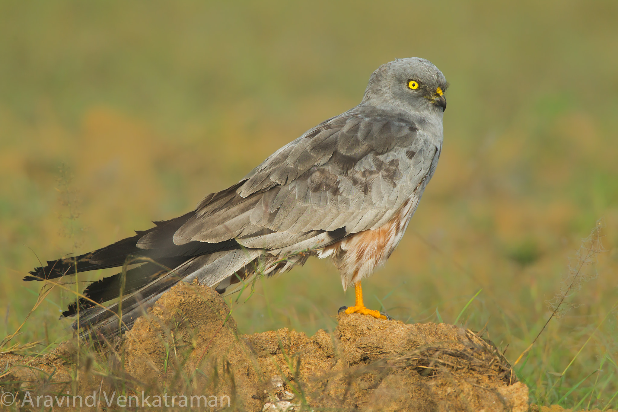 Canon EF 500mm F4L IS USM sample photo. Montagu's harrier photography