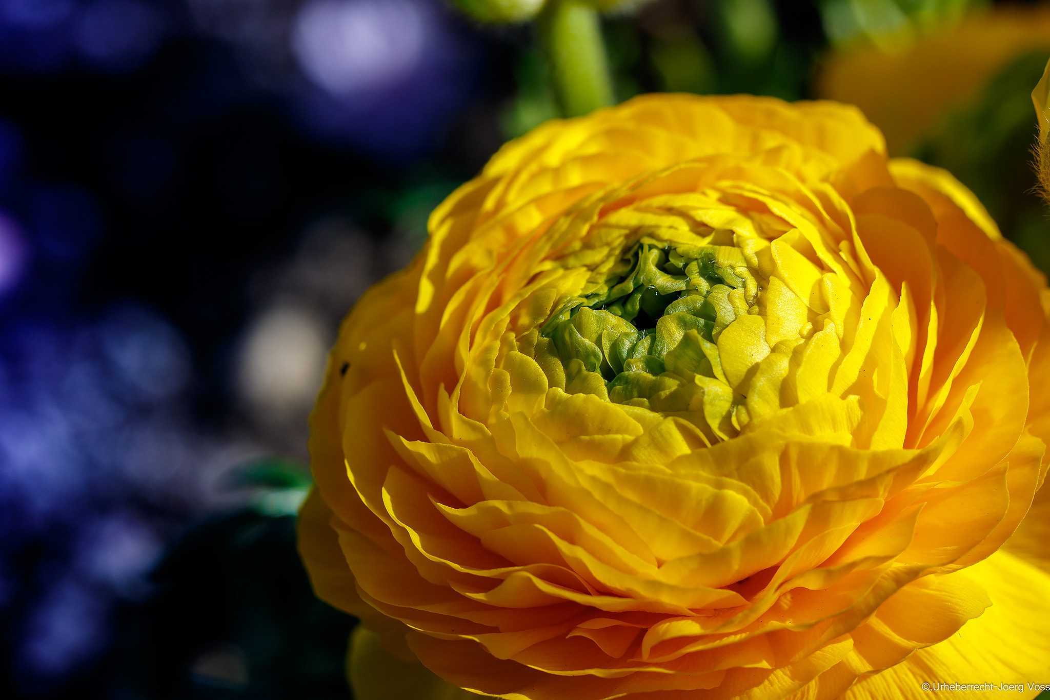 Canon EF 100mm F2.8L Macro IS USM sample photo. Yellow beauty photography