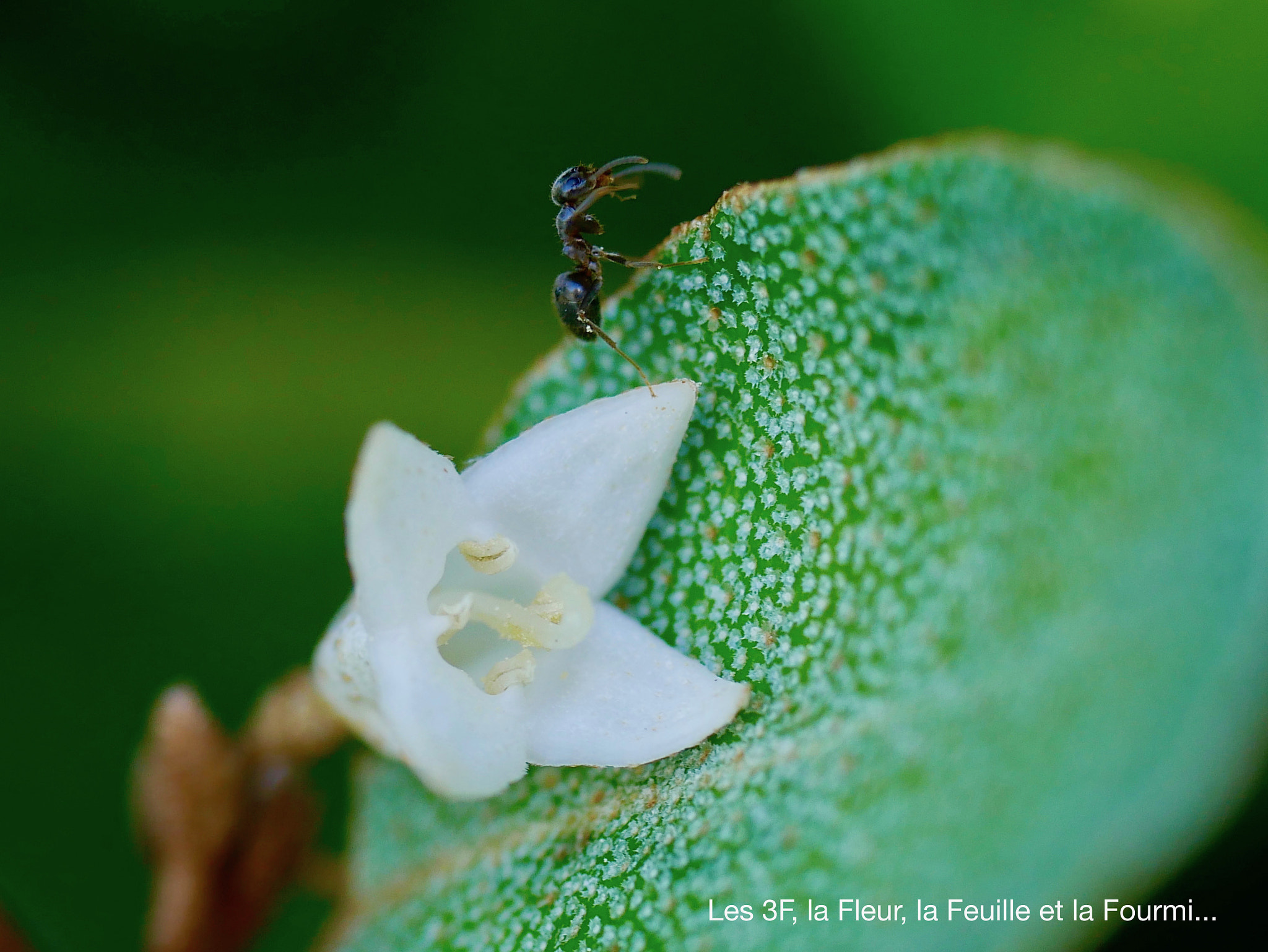 Panasonic Lumix G Macro 30mm F2.8 ASPH Mega OIS sample photo. Les 3 f, la fleur, la feuille et la fourmi! photography