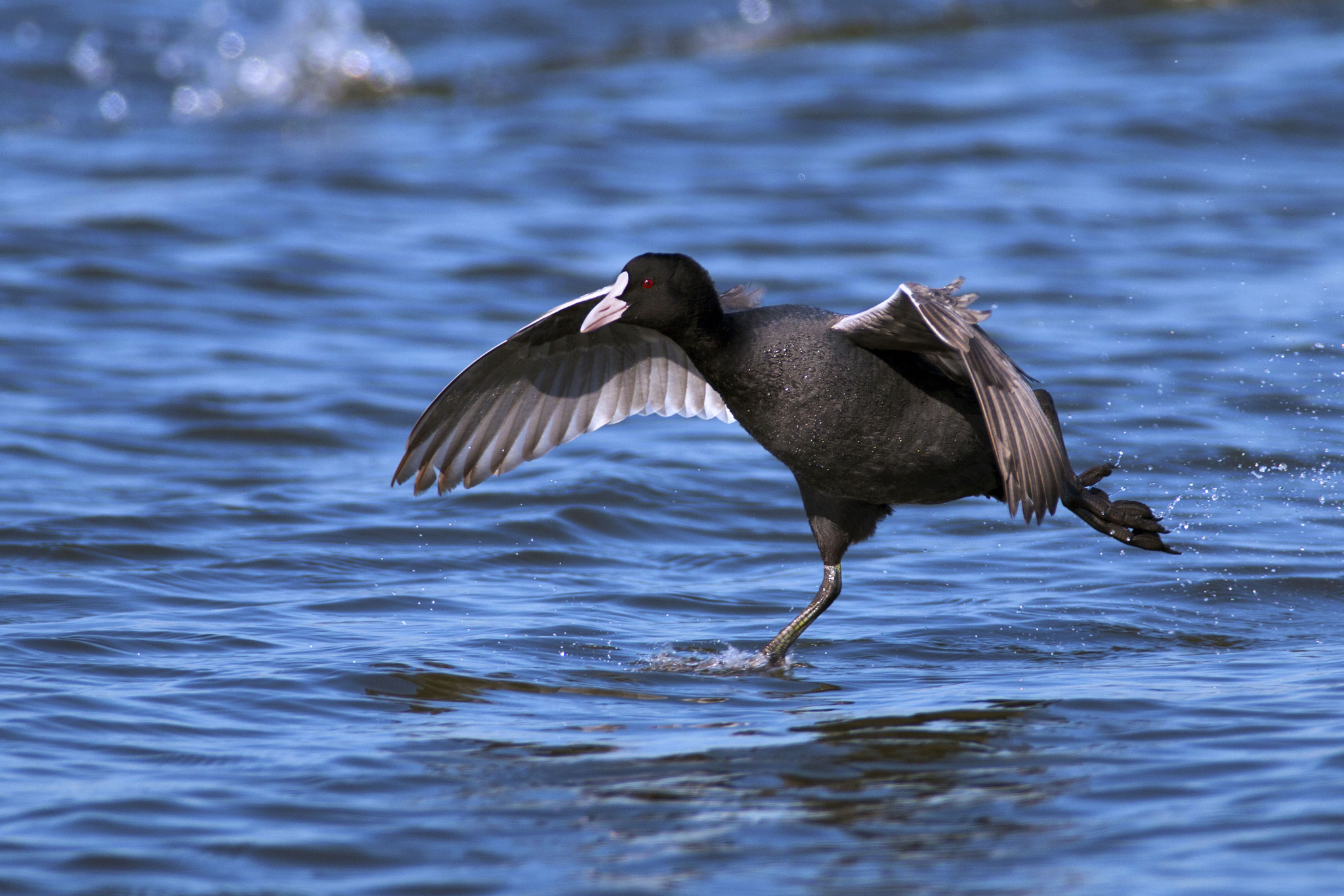 Canon EF 300mm f/2.8L + 1.4x sample photo. Coot photography