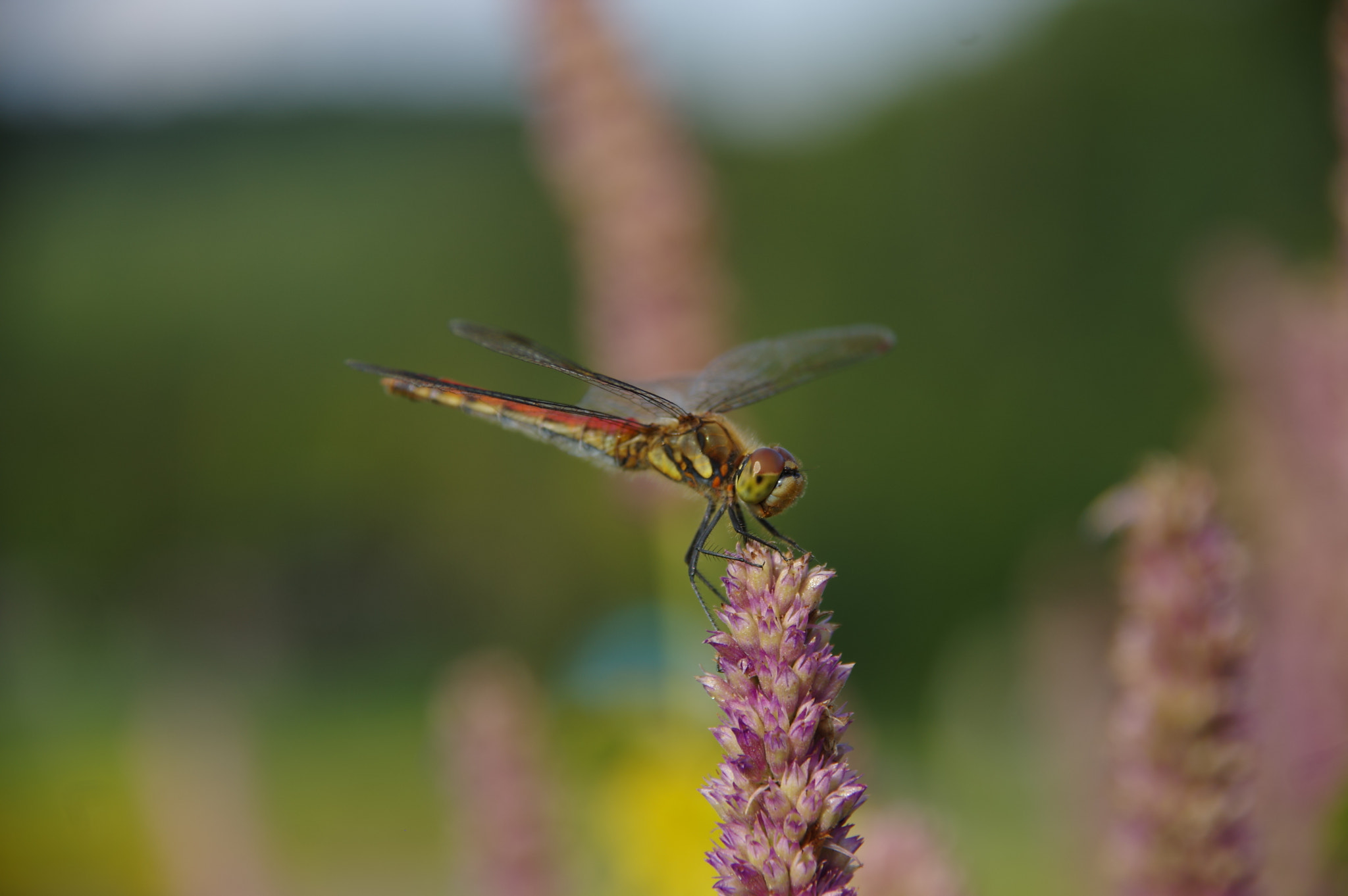 Pentax K-3 sample photo. Dragonfly photography