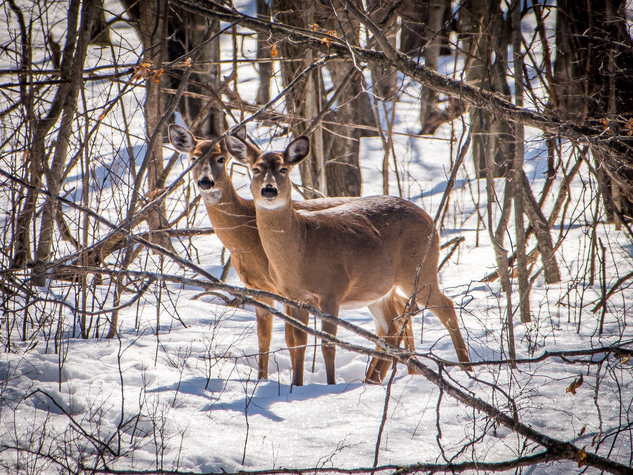 Nikon AF-S Nikkor 300mm F2.8G ED VR II sample photo. Two evening deer photography