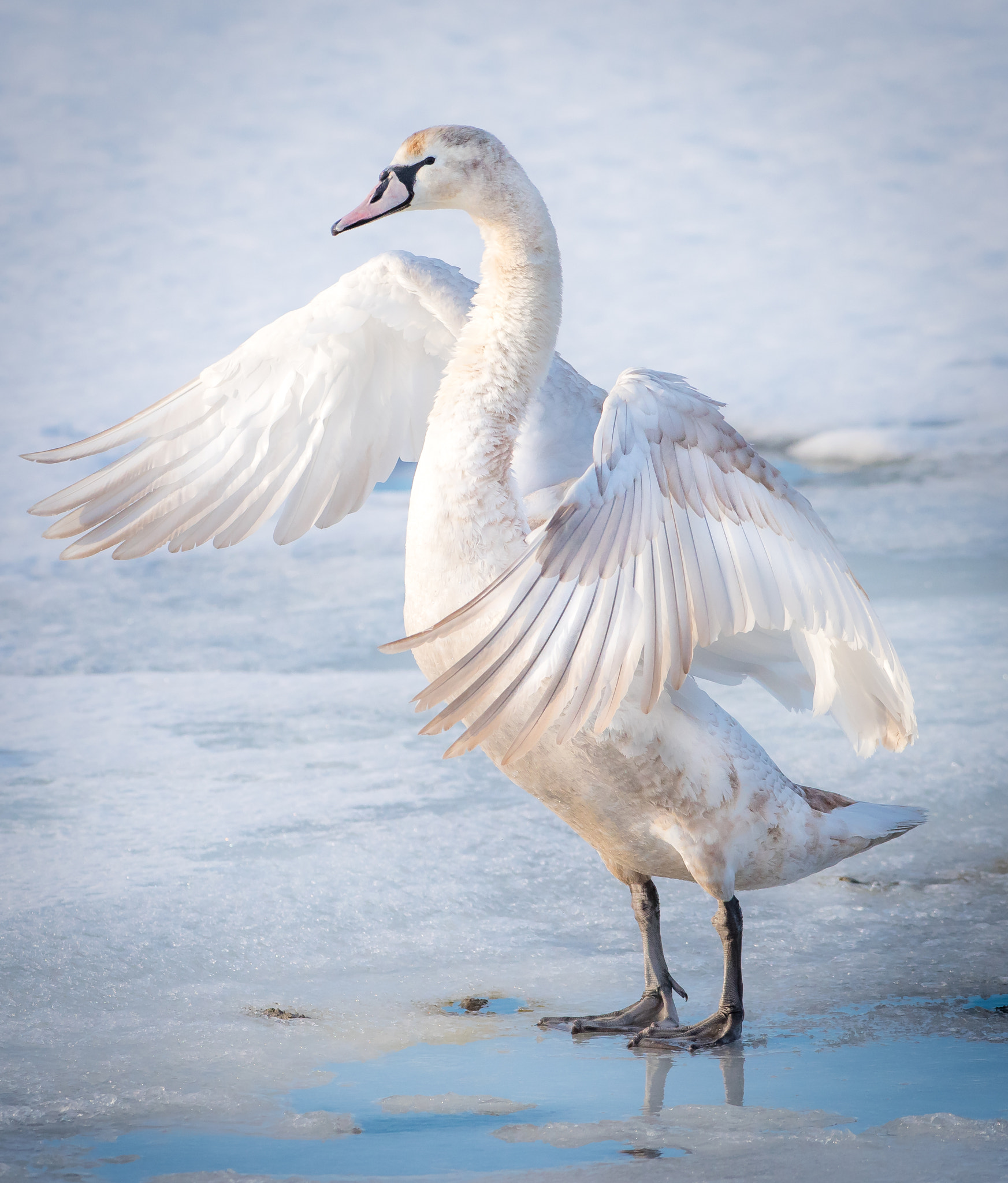 Nikon AF-S Nikkor 300mm F2.8G ED VR II sample photo. Velvety swan photography