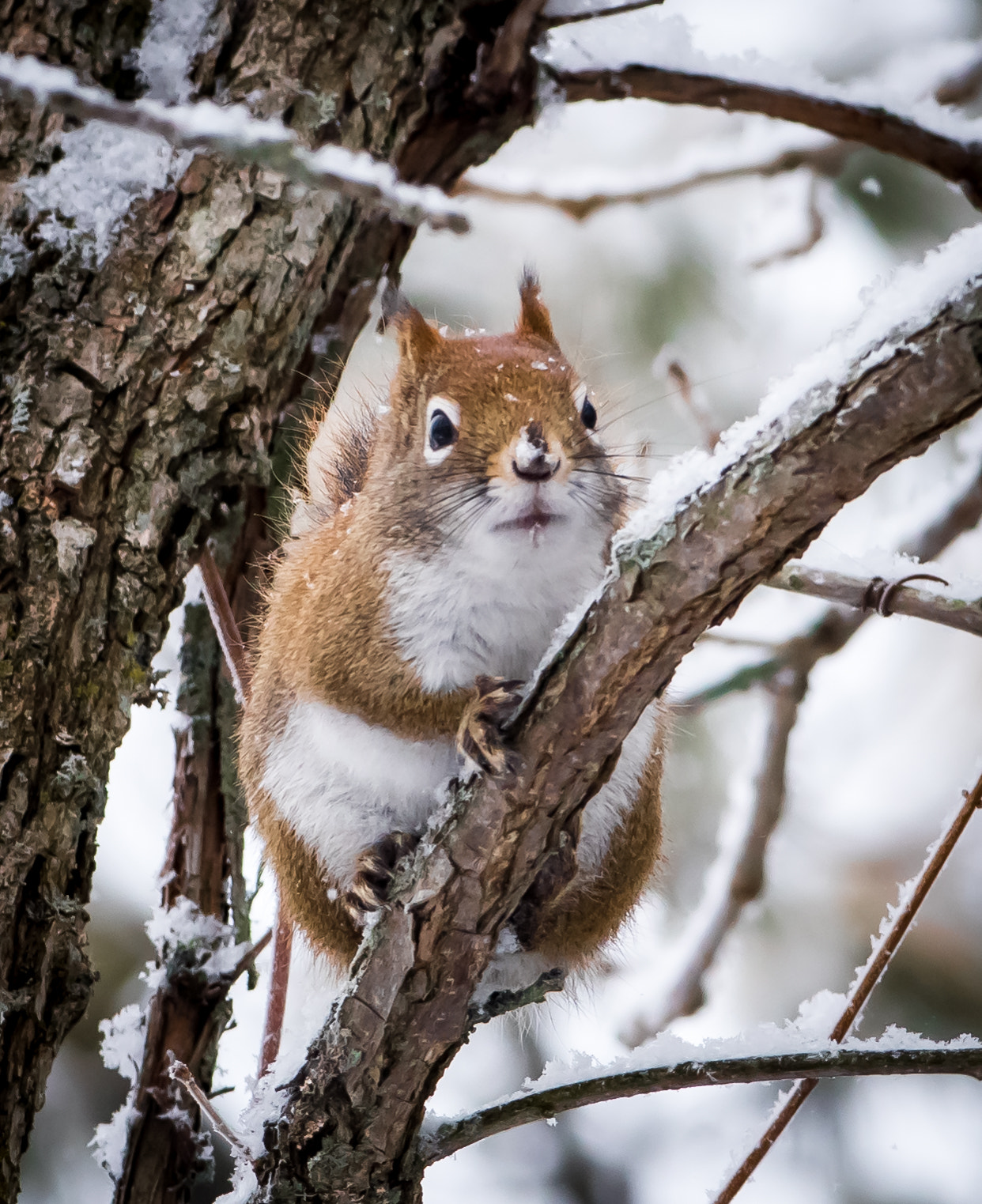 Nikon AF-S Nikkor 300mm F2.8G ED VR II sample photo. Little mr red photography