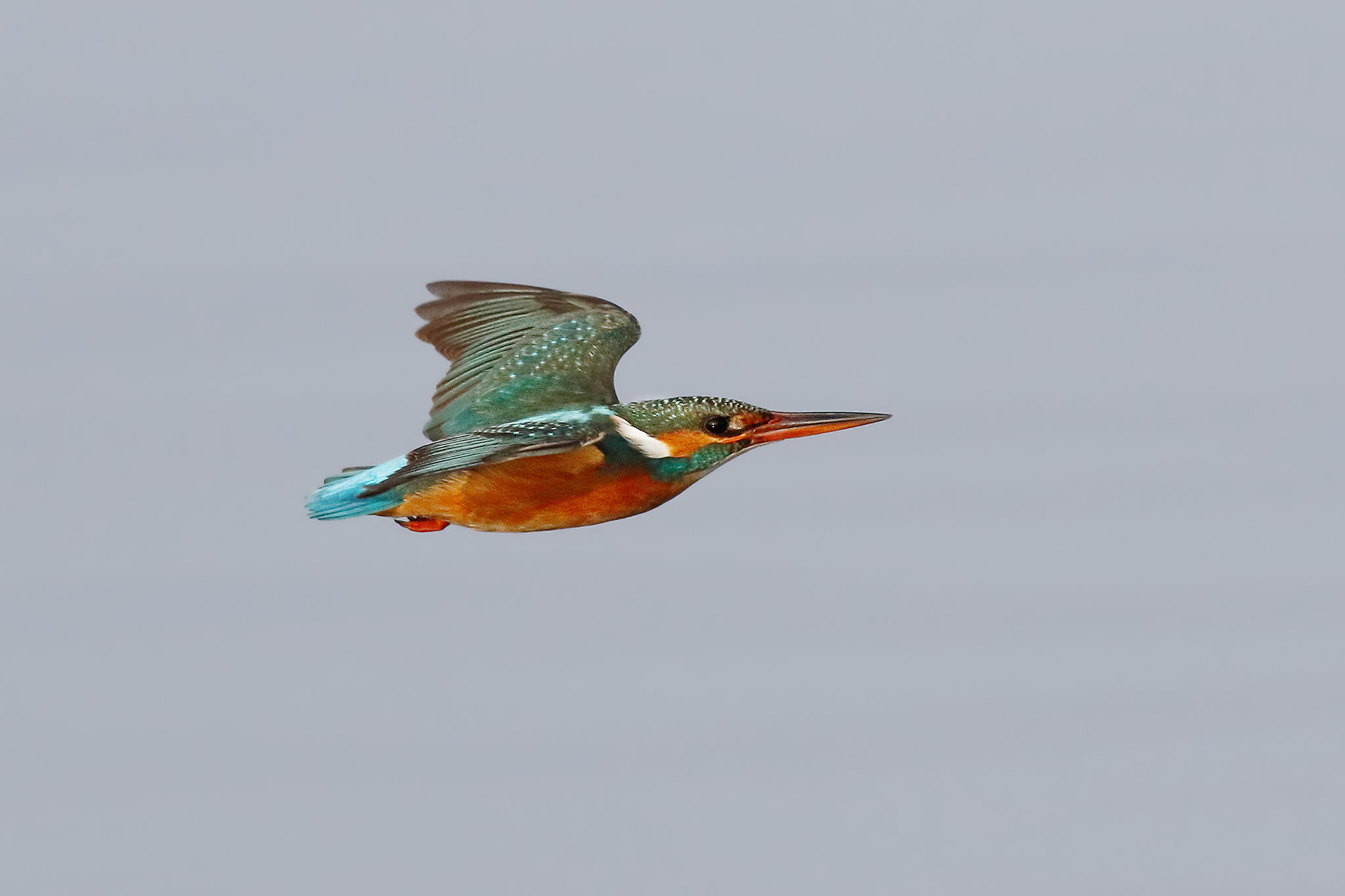 Canon EF 500mm f/4.5L sample photo. Kingfisher photography