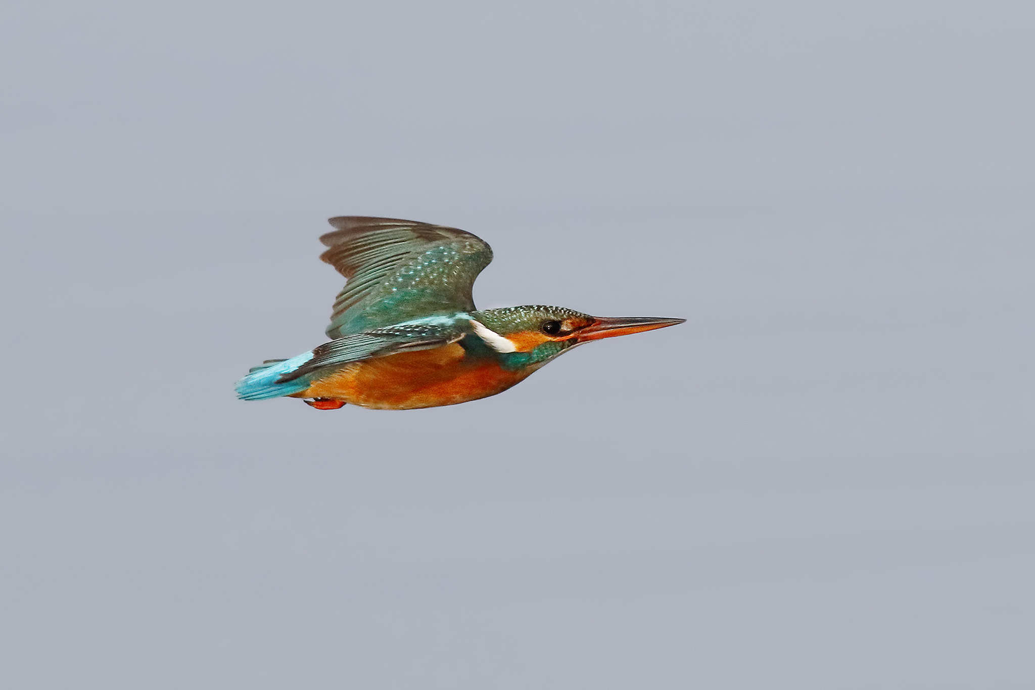 Canon EOS 7D Mark II sample photo. Kingfisher photography