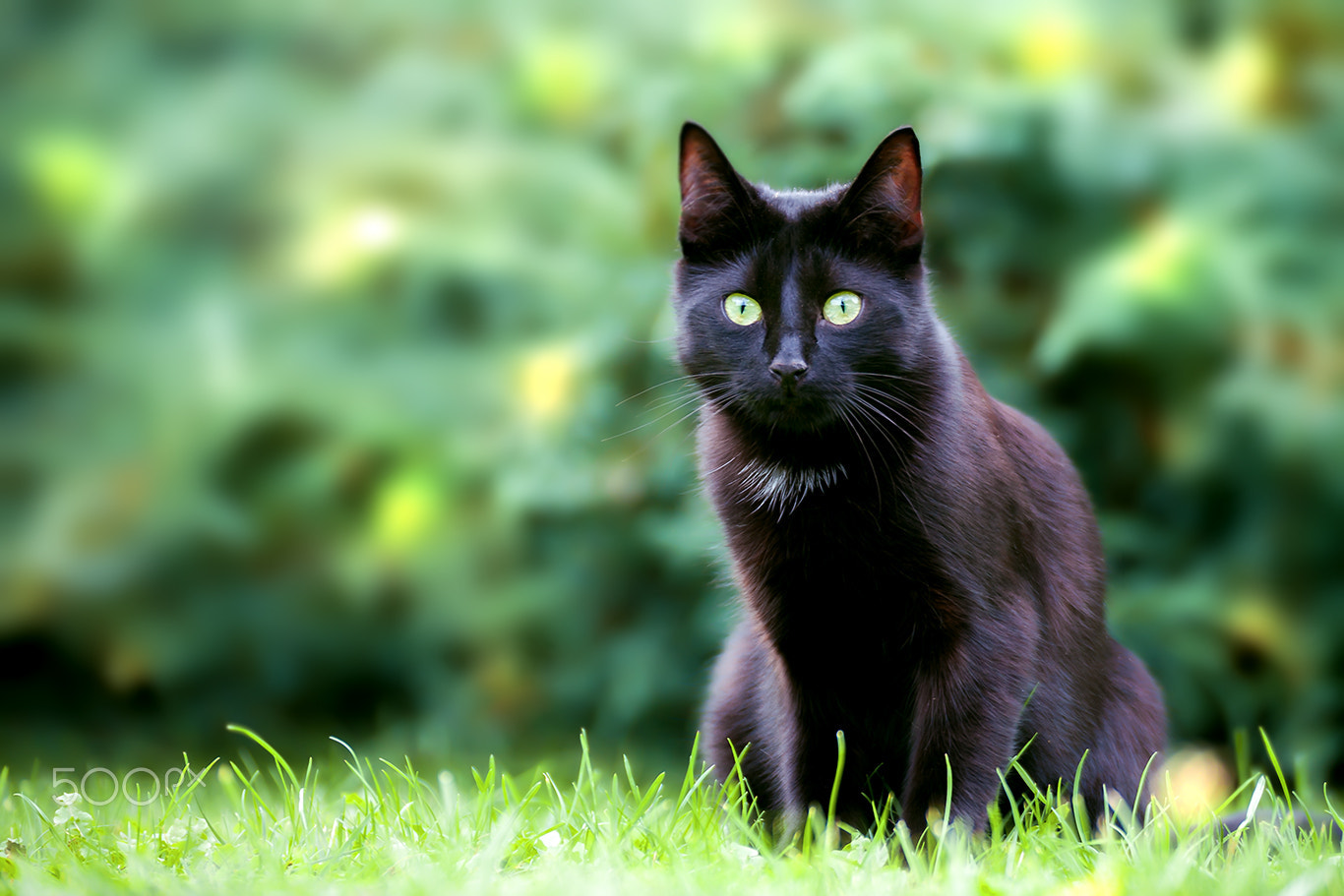 Tamron SP 35mm F1.8 Di VC USD sample photo. Cat portrait fips photography