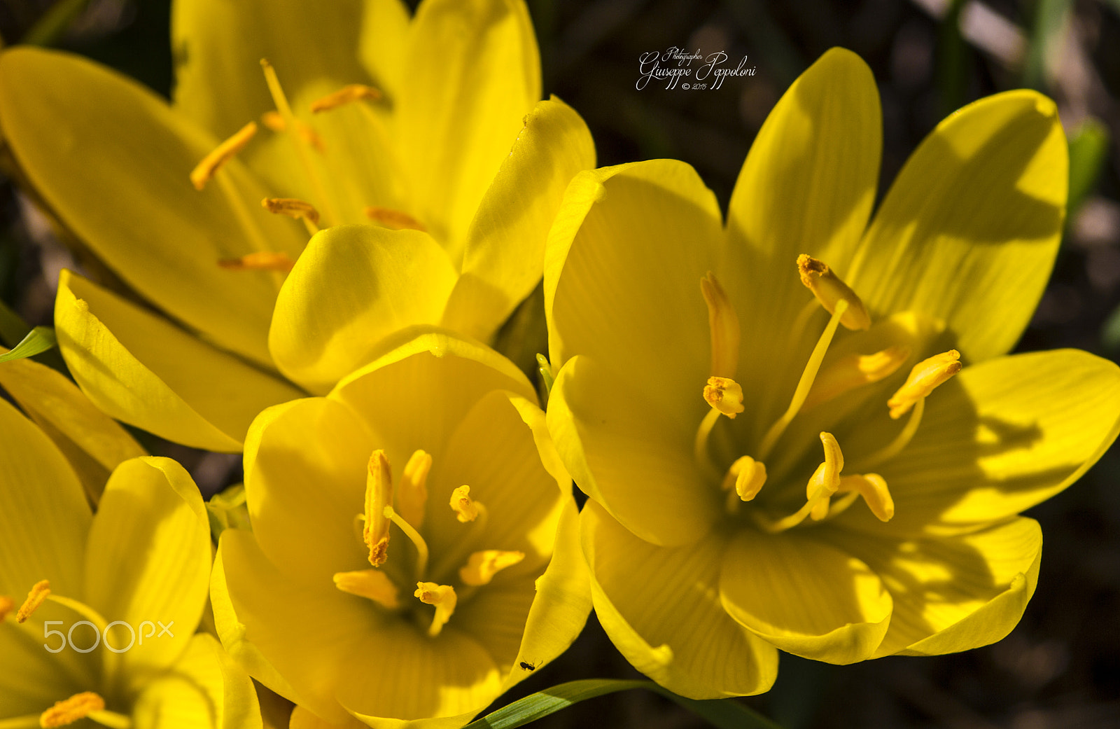 Canon EOS 60D + Sigma 105mm F2.8 EX DG Macro sample photo. Flower photography