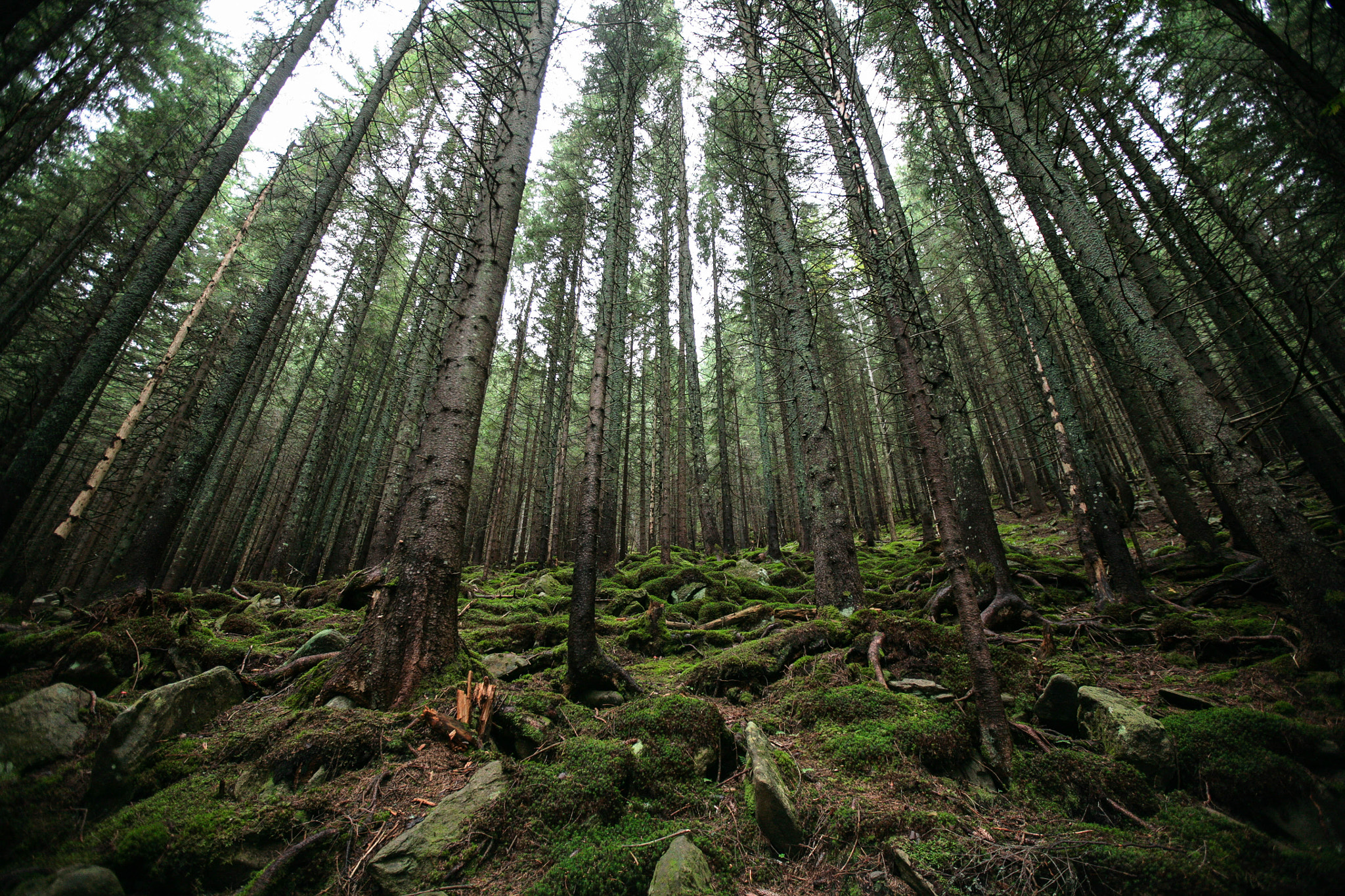 Canon EOS 5D + Canon EF 16-35mm F2.8L II USM sample photo. Old forest photography