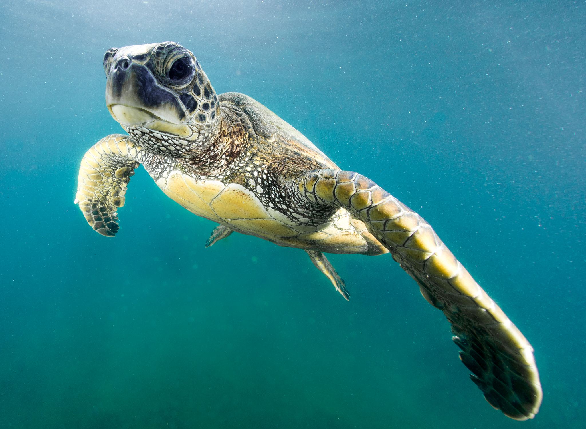 Nikon D810 + Sigma 15mm F2.8 EX DG Diagonal Fisheye sample photo. Floating green turtle photography