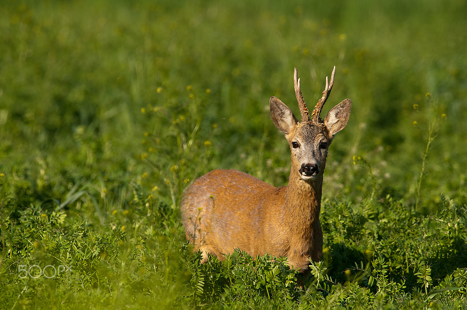 Nikon D300 + Nikon AF-S Nikkor 300mm F2.8G ED-IF VR sample photo. Rehbock im letzten licht photography