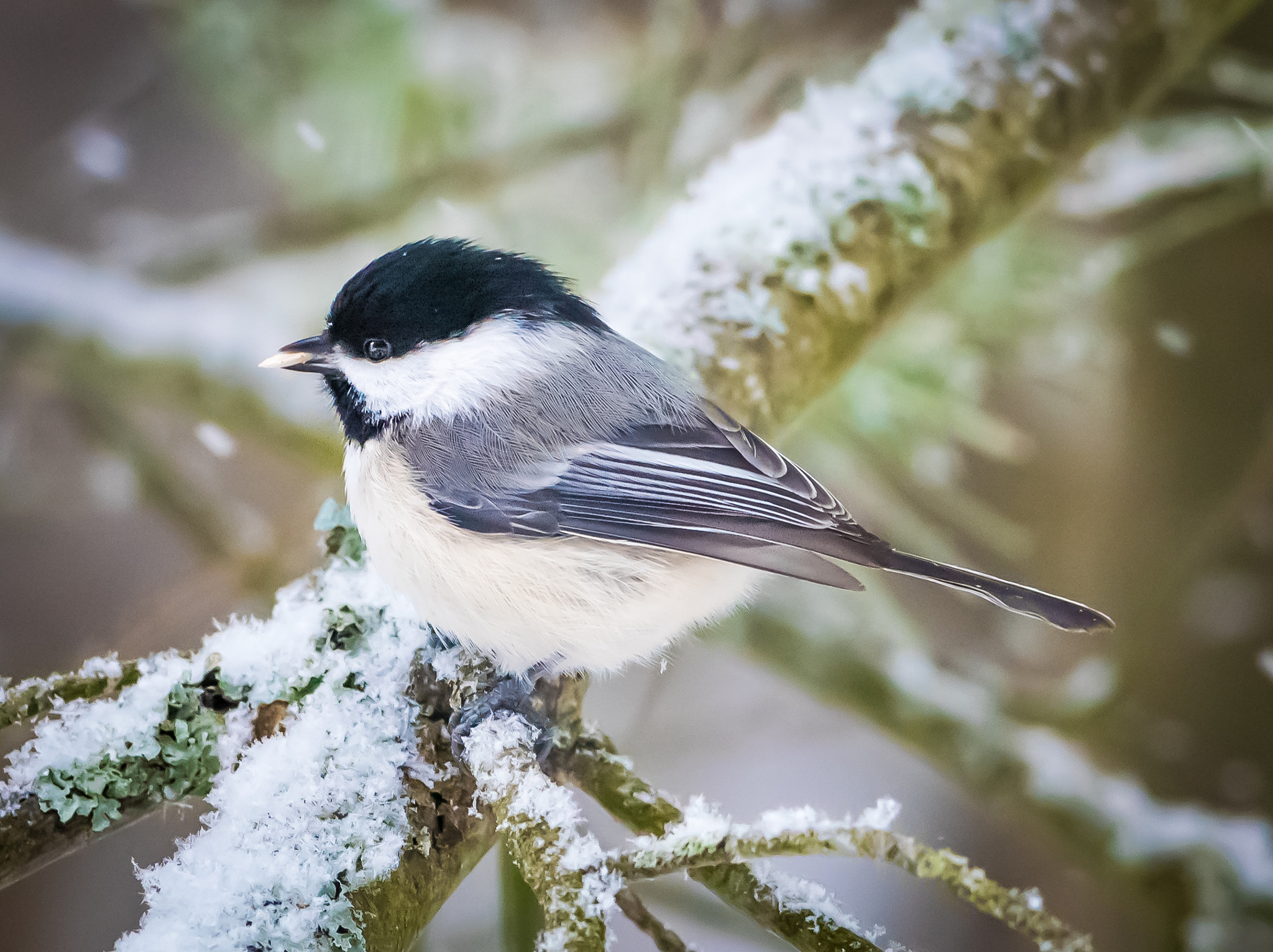 Nikon AF-S Nikkor 300mm F2.8G ED VR II sample photo. Little snowy chickadee photography