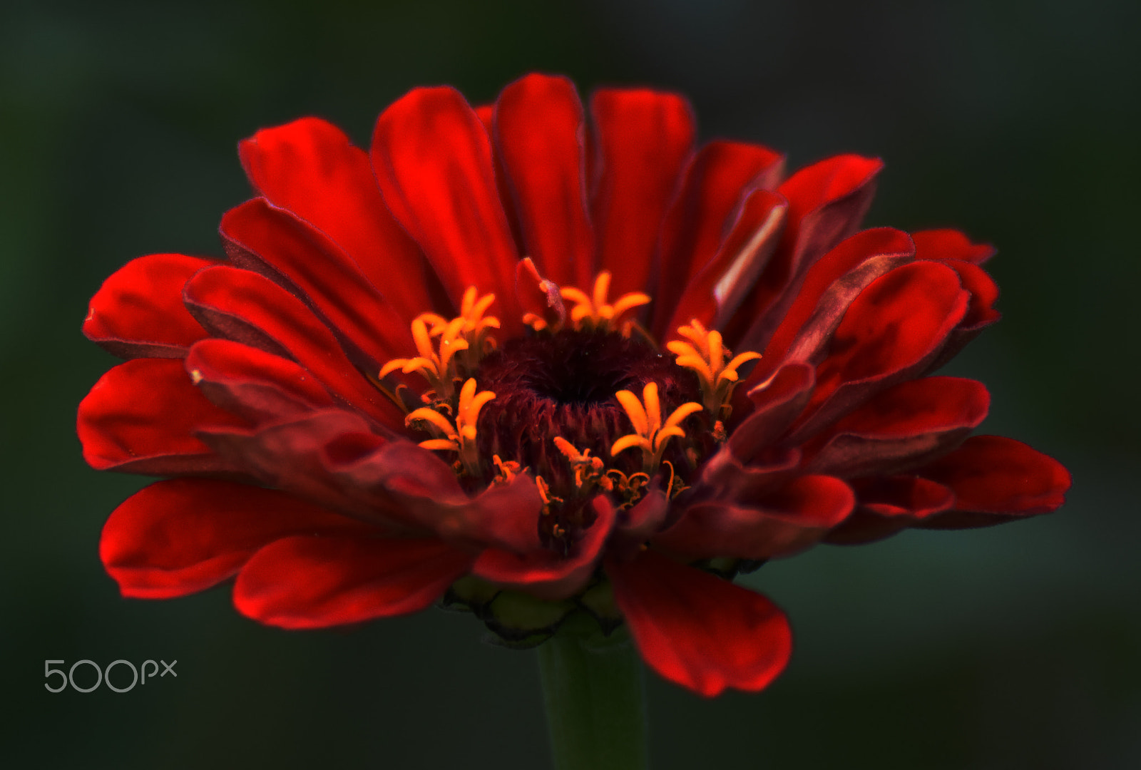IX-Nikkor 30-60mm f/4-5.6 sample photo. Red flower photography