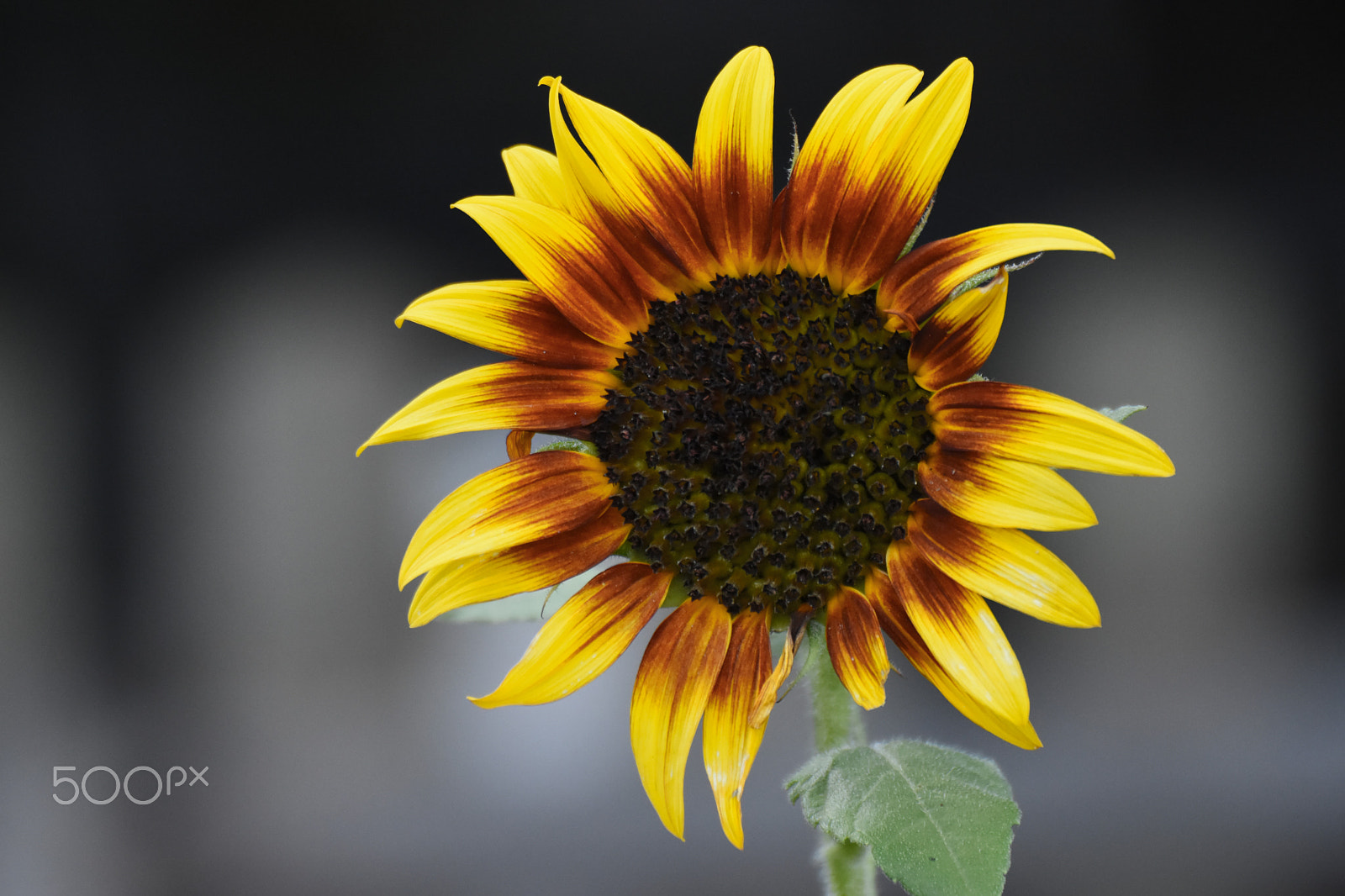 AF Zoom-Nikkor 35-105mm f/3.5-4.5D + 2x sample photo. Sunflower photography