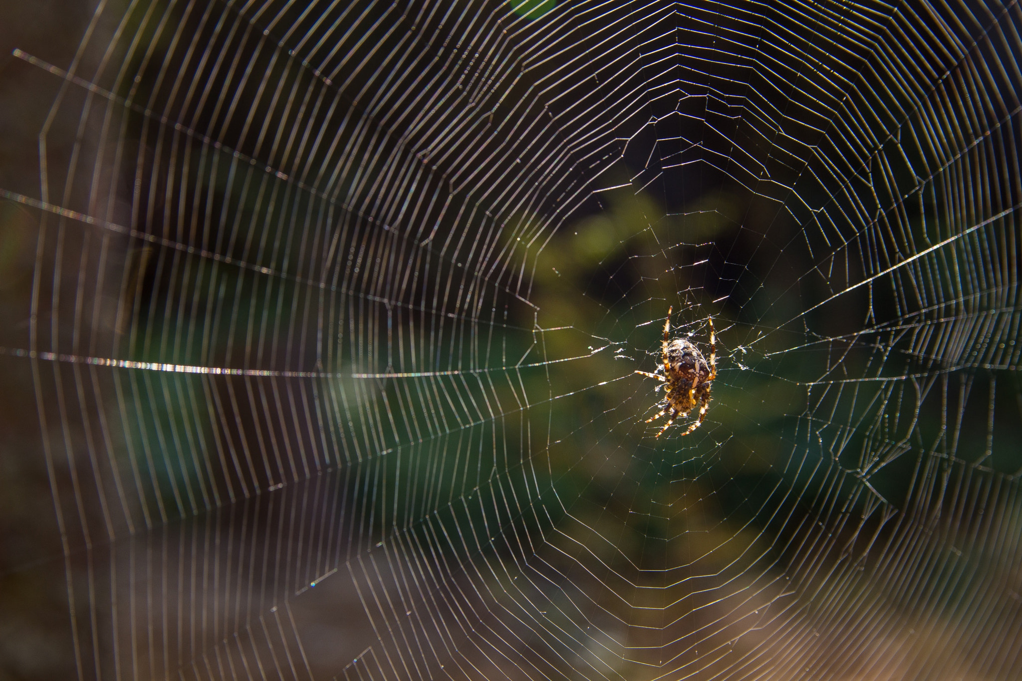 Canon EOS 100D (EOS Rebel SL1 / EOS Kiss X7) sample photo. Spider in the wood photography