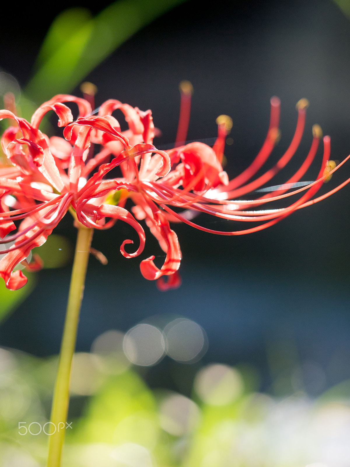 Olympus PEN E-PM1 sample photo. Spider lily 2 photography