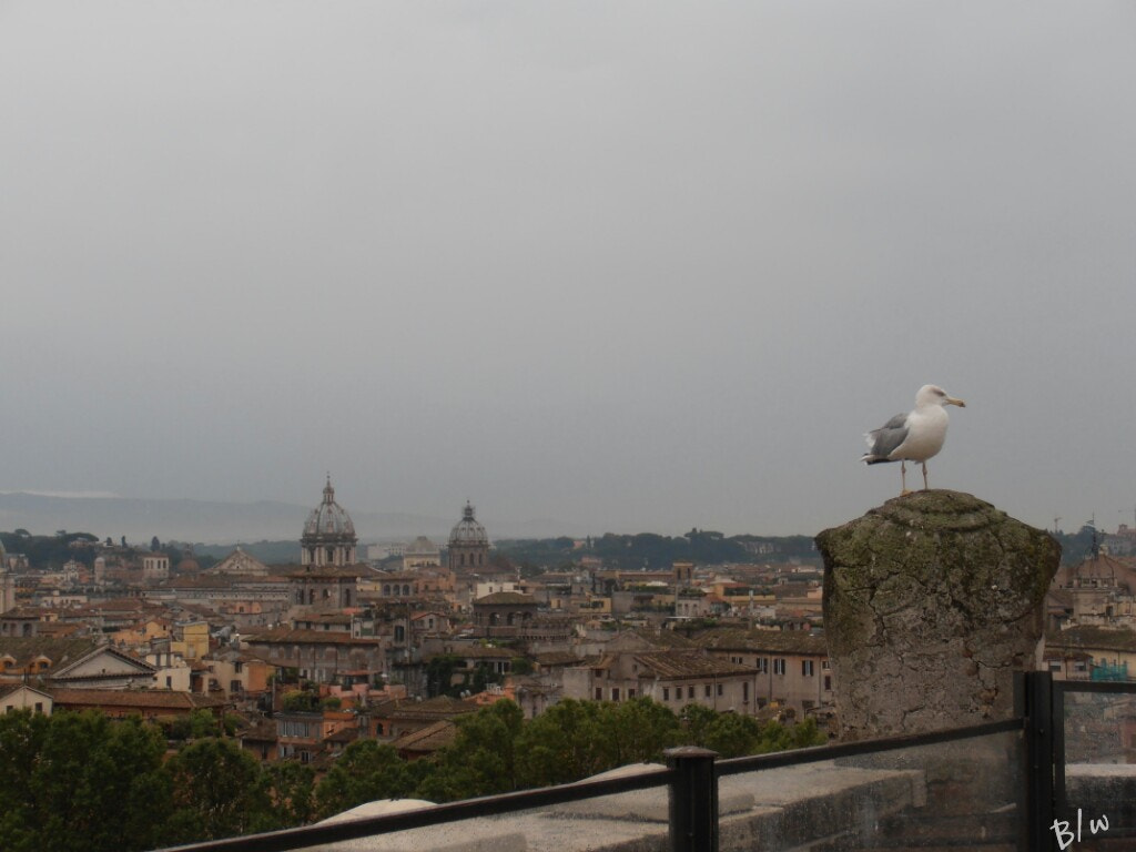 Olympus VR320,D725 sample photo. Roma sweet roma!! photography