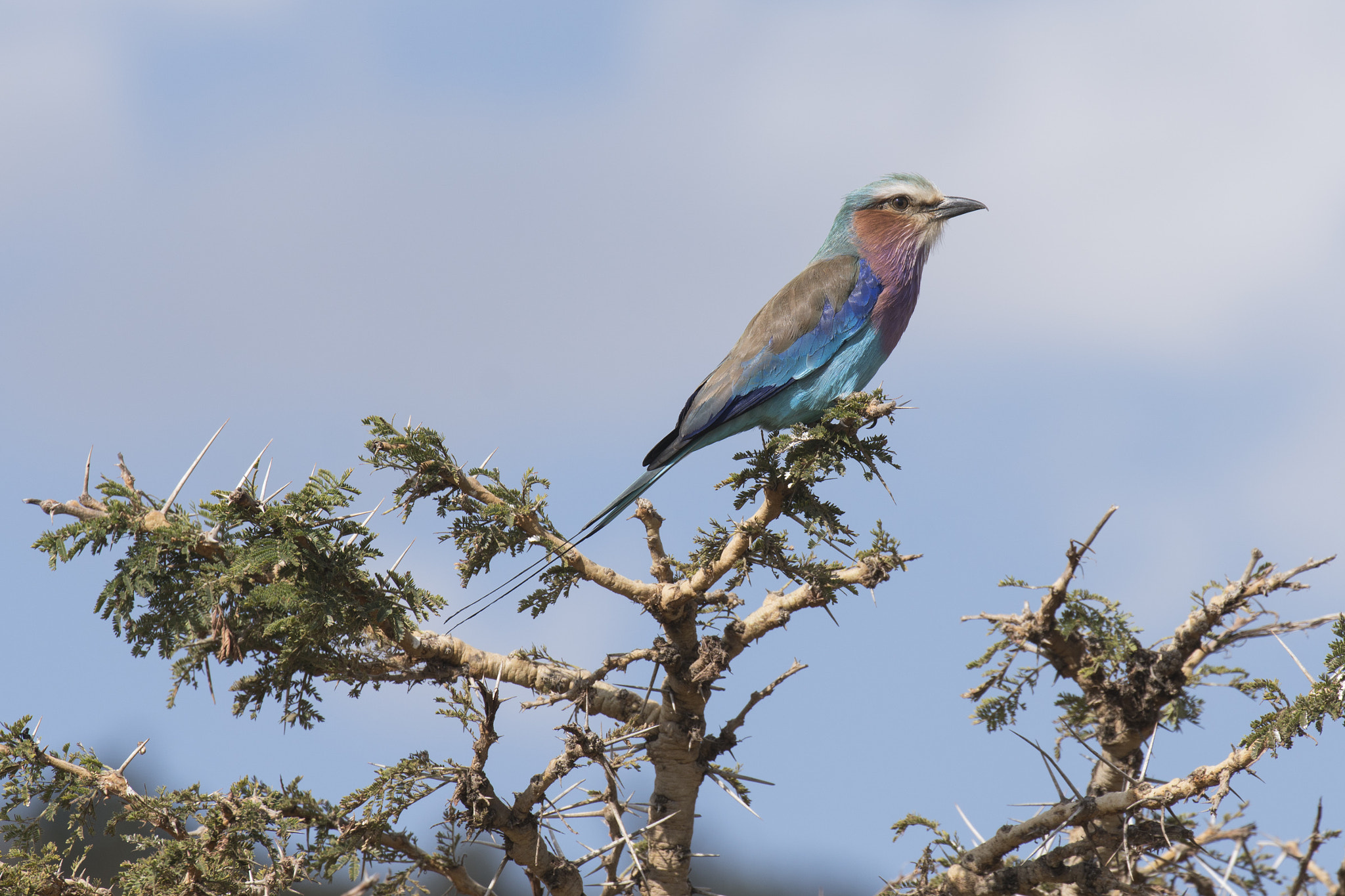 Canon EF 70-300mm F4-5.6L IS USM sample photo. Lilac breasted roller photography