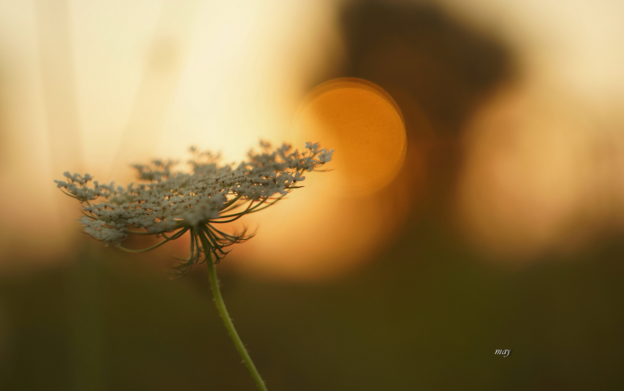 Sony SLT-A65 (SLT-A65V) + Minolta AF 50mm F1.7 sample photo. Evening melody.. photography