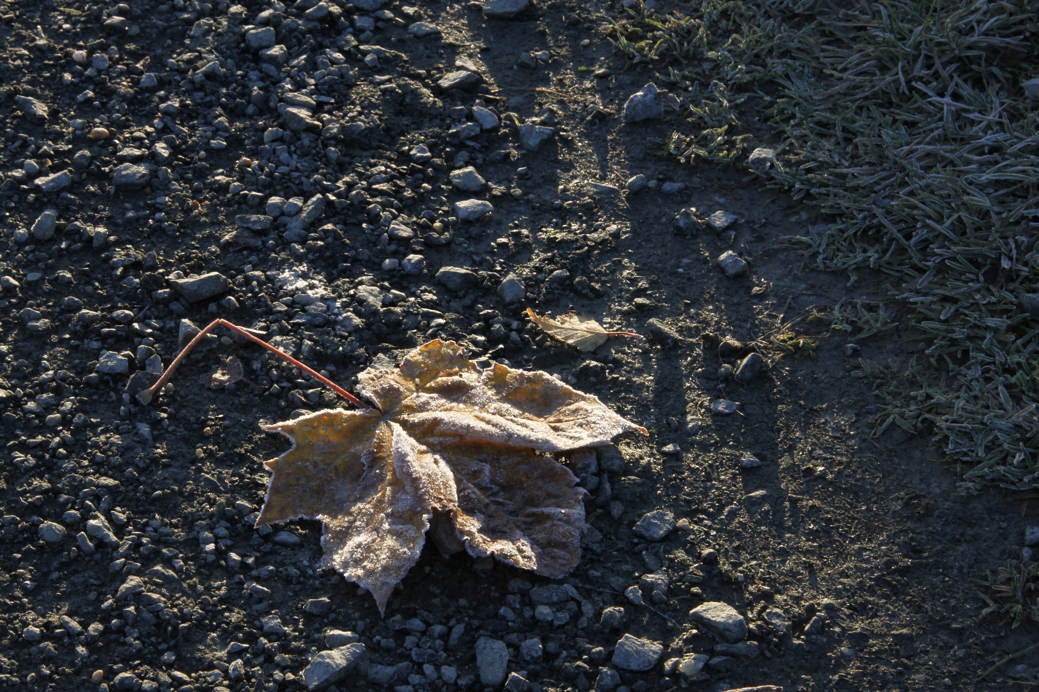 Canon EOS 500D (EOS Rebel T1i / EOS Kiss X3) sample photo. Fallen leaf photography