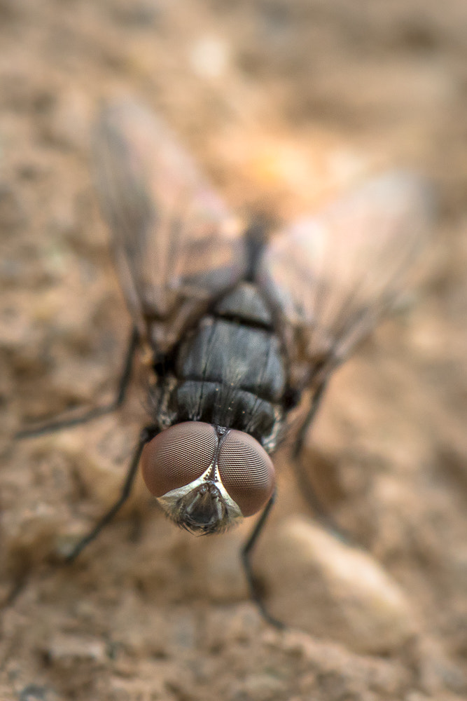 Canon EF 100mm F2.8L Macro IS USM sample photo. T'as de beaux yeux tu sais! photography