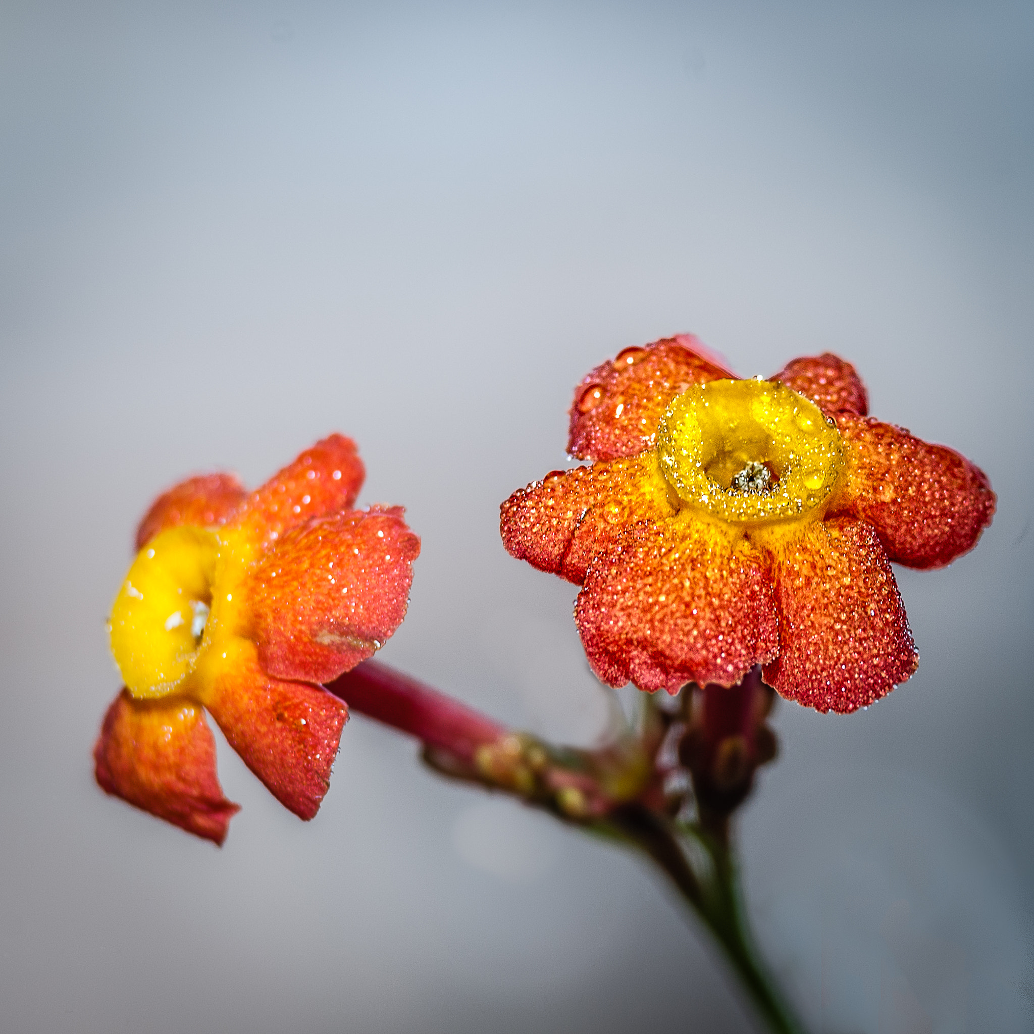 Nikon D40X sample photo. Flower & rain drops photography