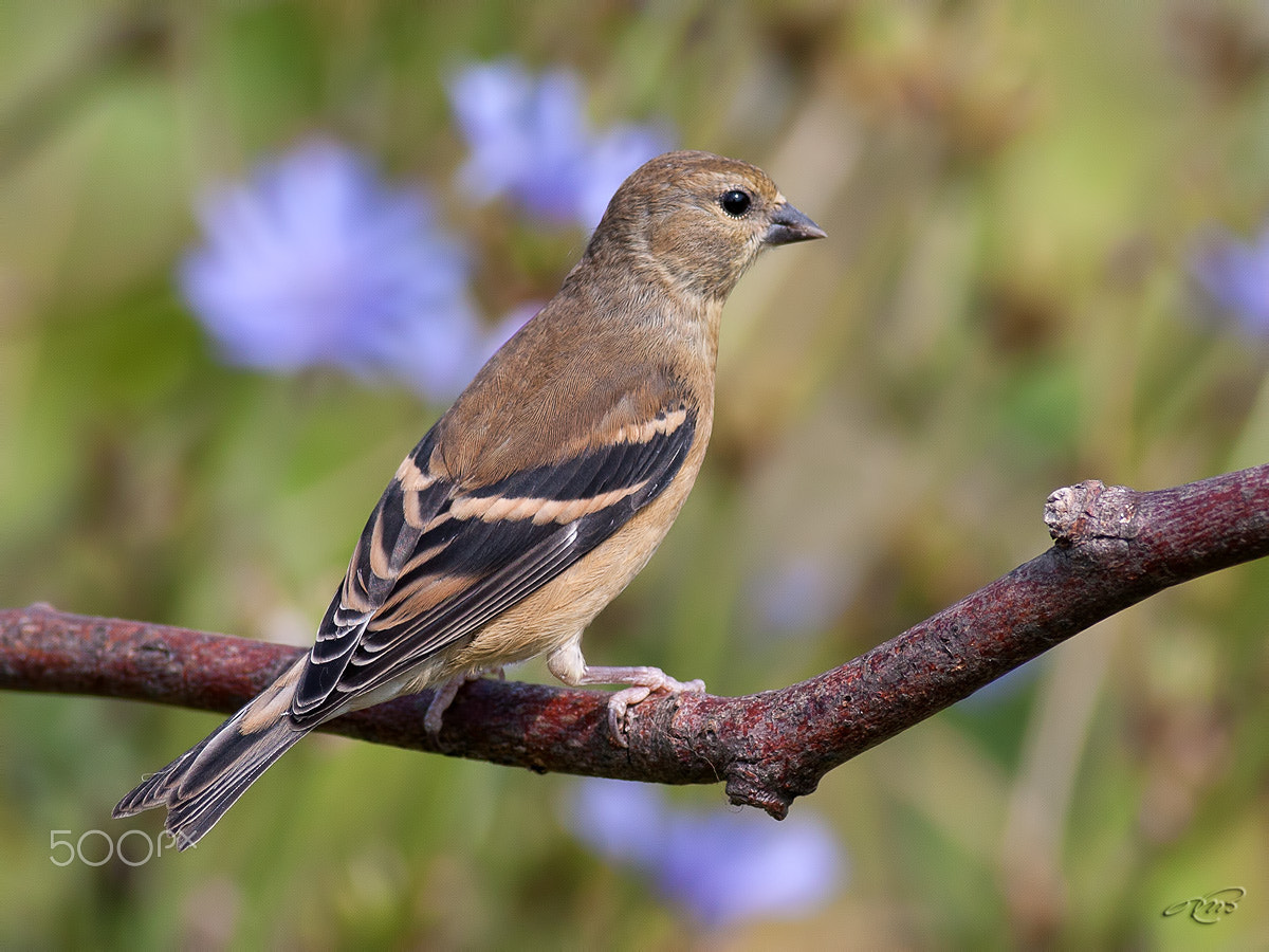 Canon EOS 40D + Canon EF 400mm F5.6L USM sample photo. American goldfinch photography