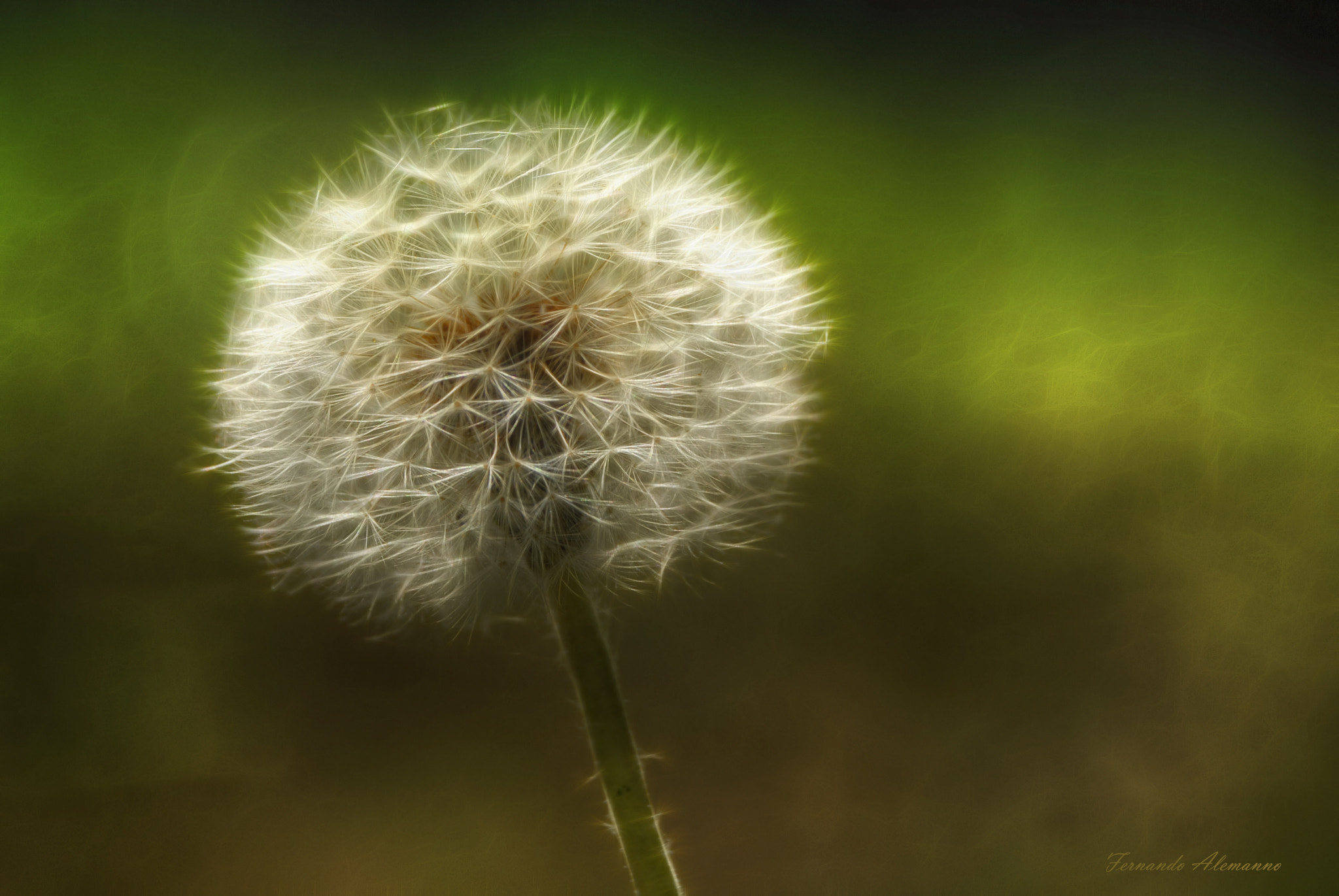 Nikon D200 sample photo. Dandilion . photography