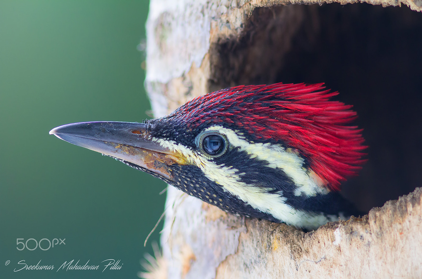 Canon EF 300mm F4L IS USM sample photo. Eye level shot ! photography