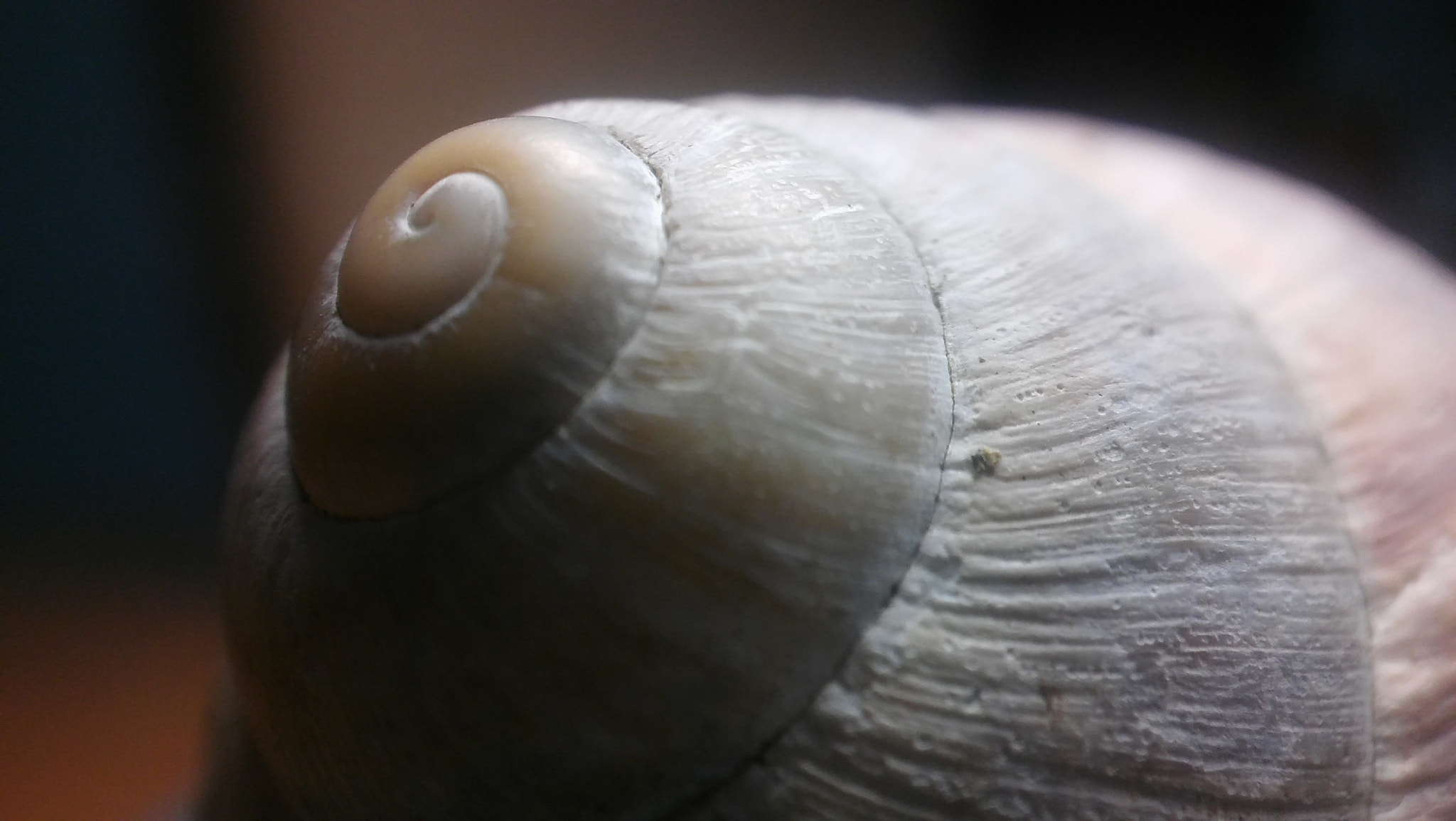 LG SPIRIT 4G LTE sample photo. Shell photography