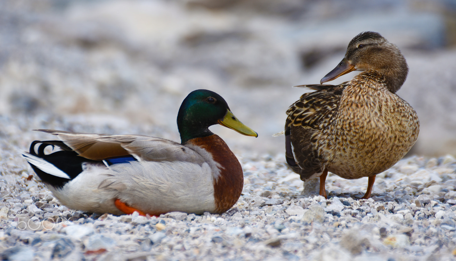 Nikon D7200 + Sigma 105mm F2.8 EX DG Macro sample photo. Ducks photography