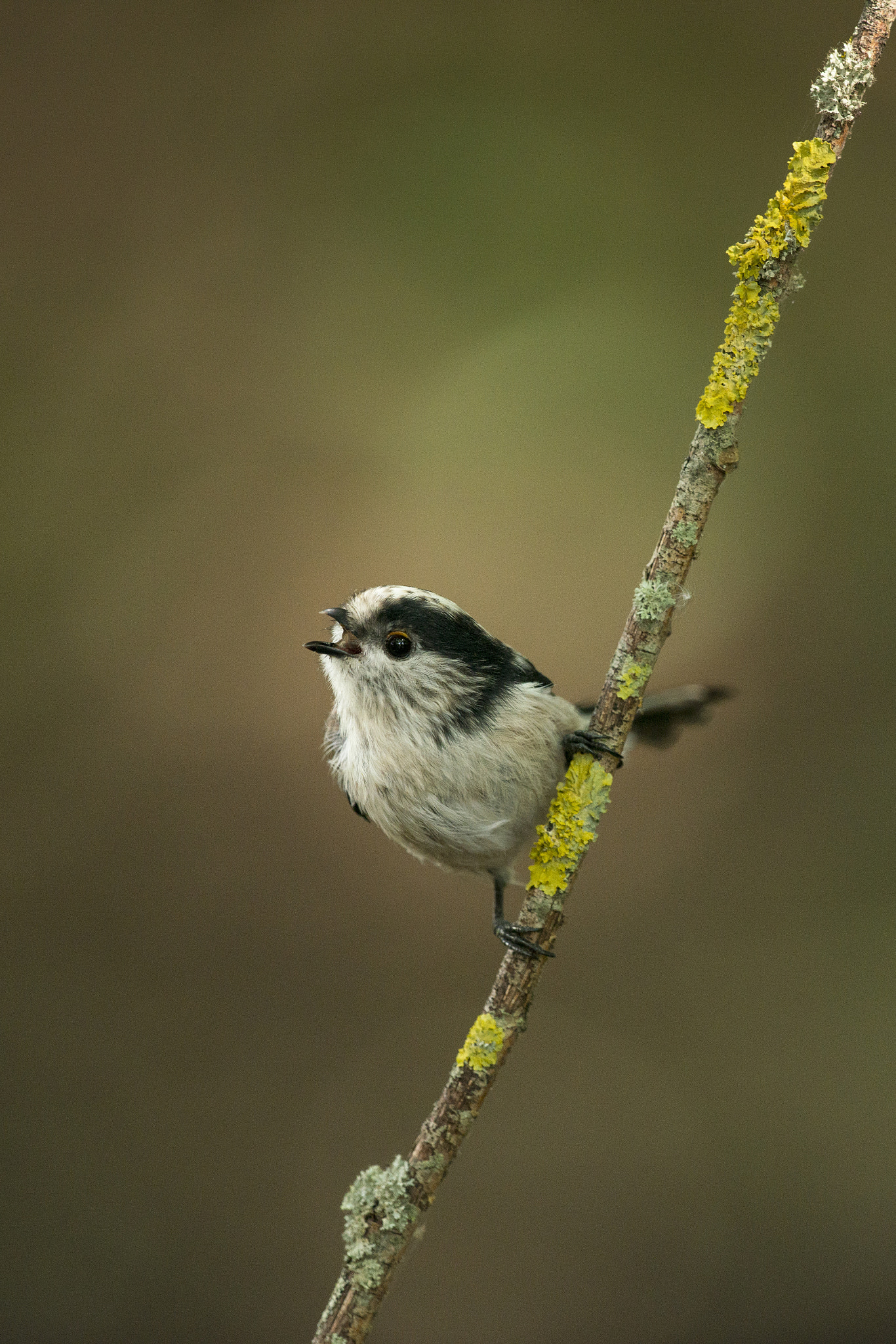 Nikon D800E + Nikon AF-S Nikkor 500mm F4G ED VR sample photo. Mésange à longue queue - aegithalos caudatus photography