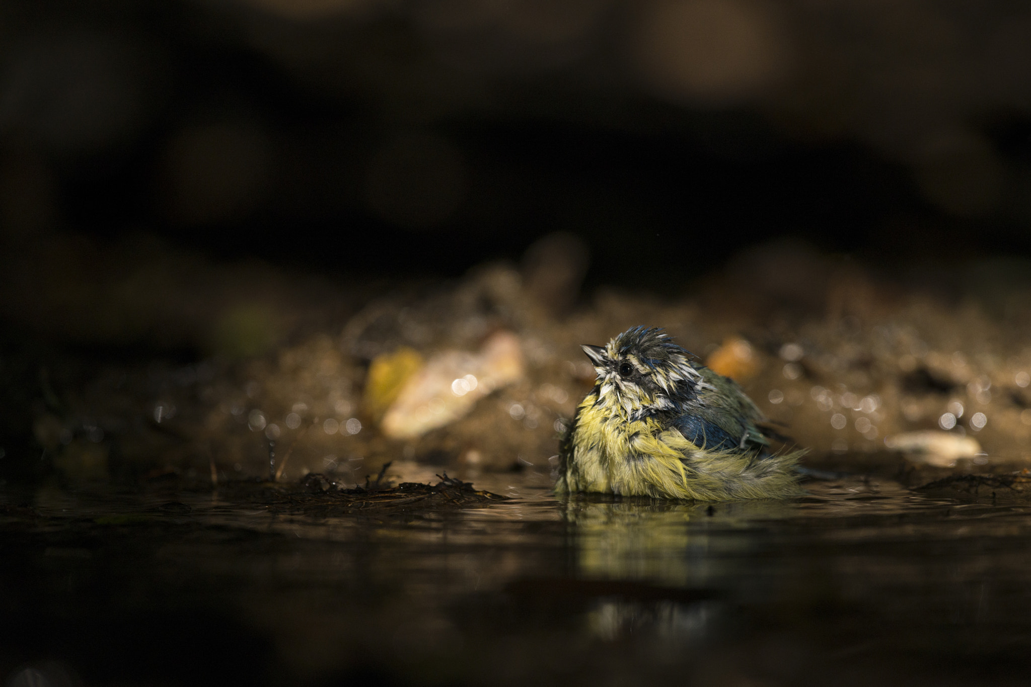 Nikon D800E sample photo. Mésange bleue - cyanistes caeruleus photography