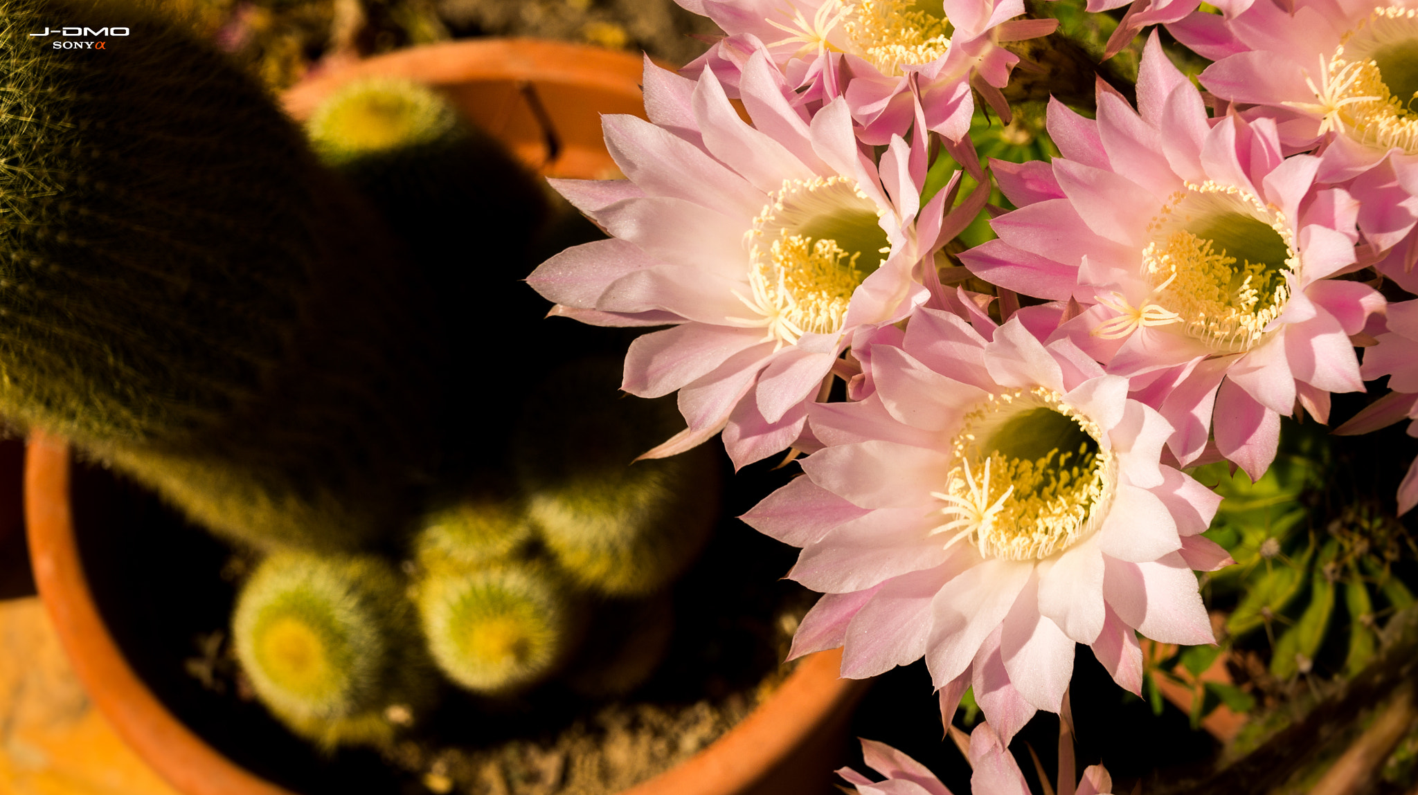 Sony SLT-A33 + Tamron 18-270mm F3.5-6.3 Di II PZD sample photo. Flower for cactus  photography