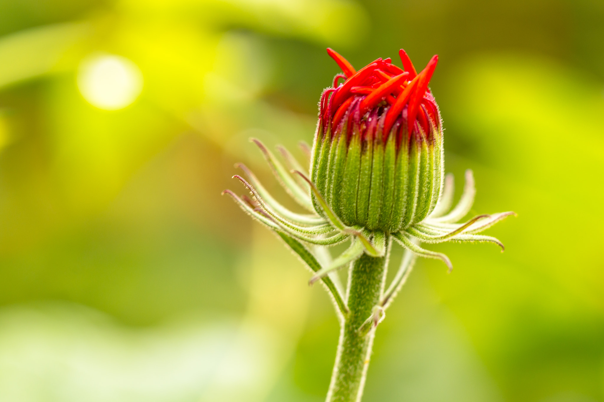 Canon EOS 70D + Canon EF 100mm F2.8L Macro IS USM sample photo. Lindona photography