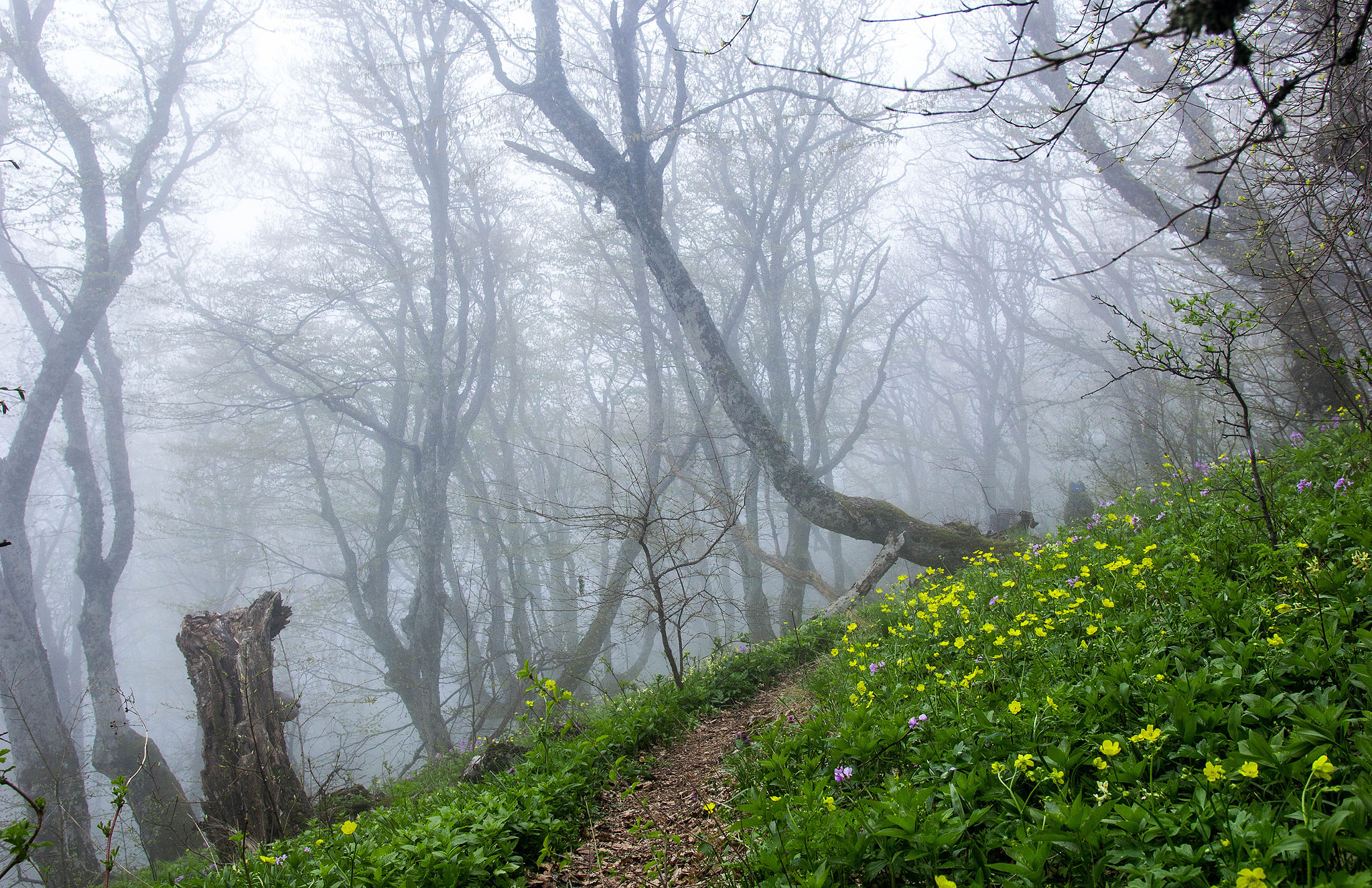 Sigma 18-35mm f/1.8 DC HSM sample photo. Spring in crimea  (Весна в Крыму) photography