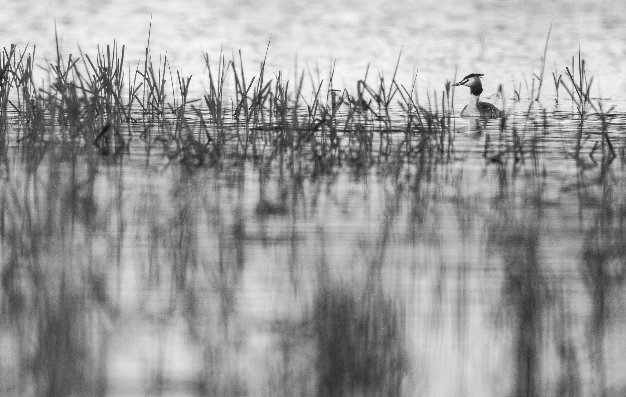 Nikon D800E + Nikon AF-S Nikkor 500mm F4G ED VR sample photo. Grèbe huppé - podiceps cristatus photography