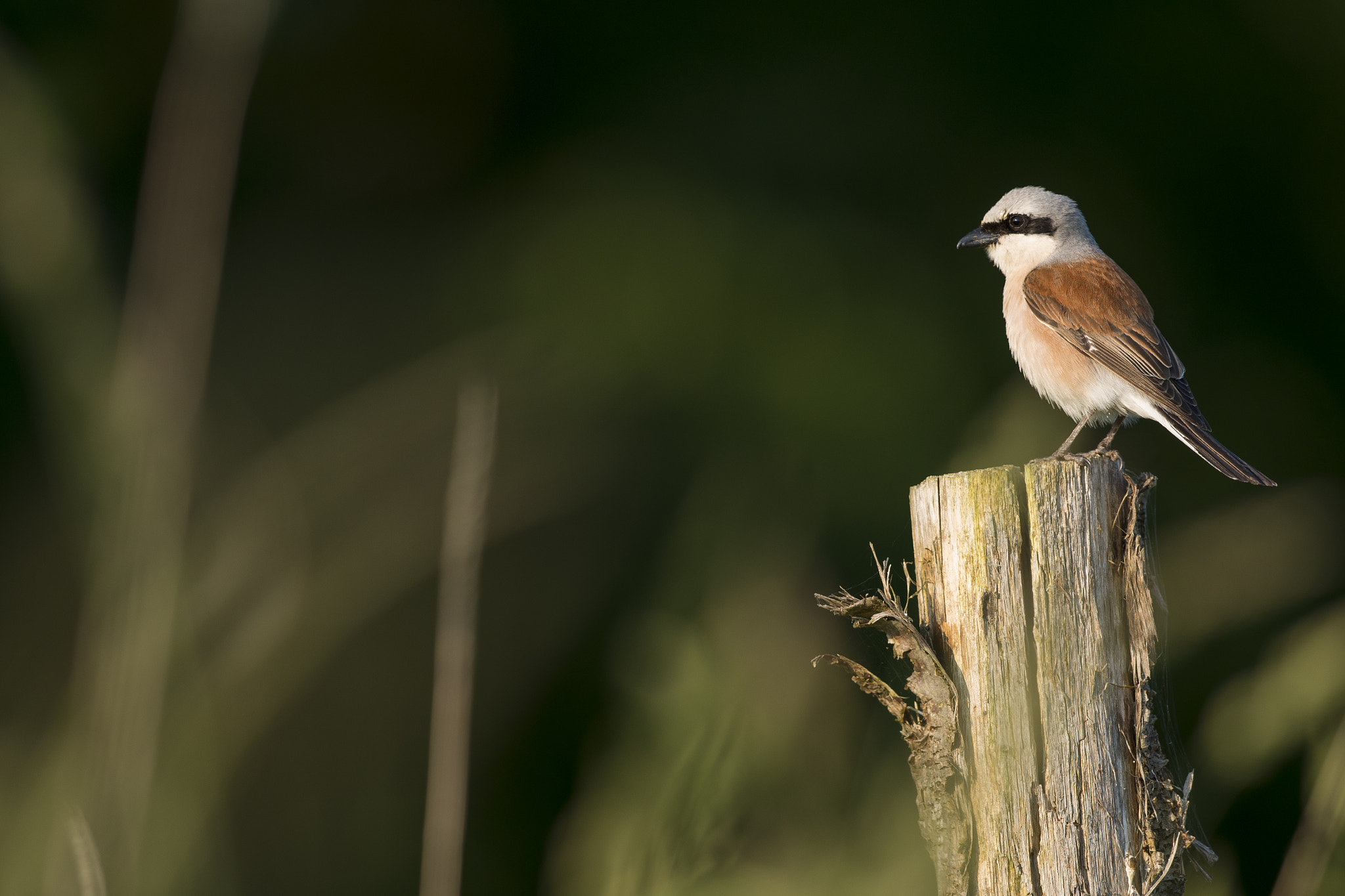 Nikon D800E + Nikon AF-S Nikkor 500mm F4G ED VR sample photo. Pie-grièche écorcheur - lanius collurio photography