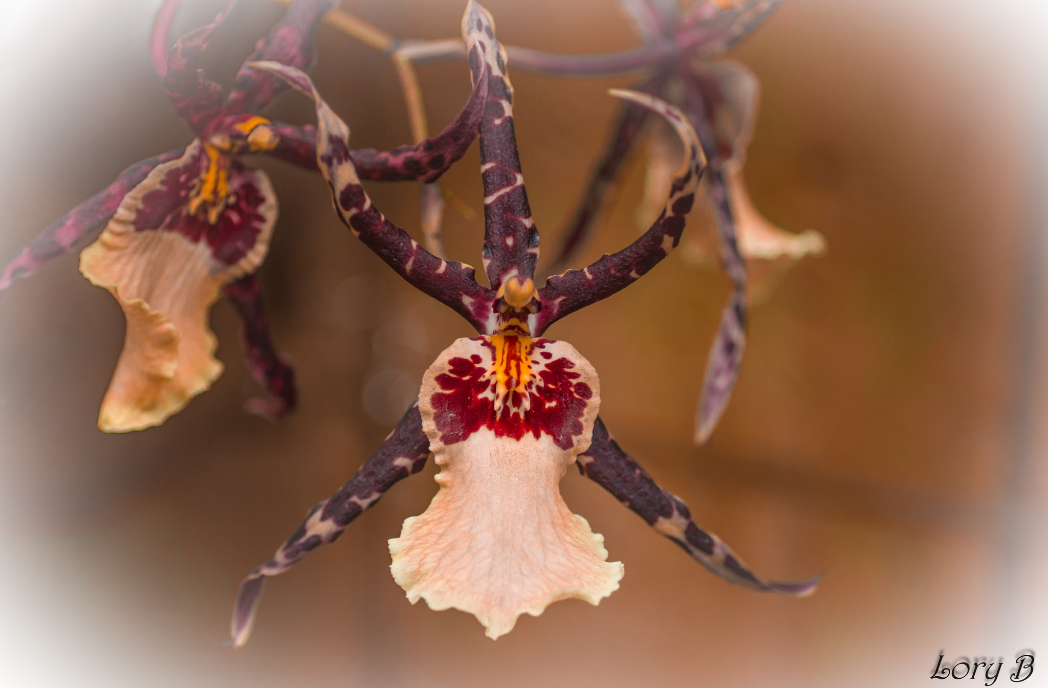 Pentax K-x sample photo. L' orchidea photography