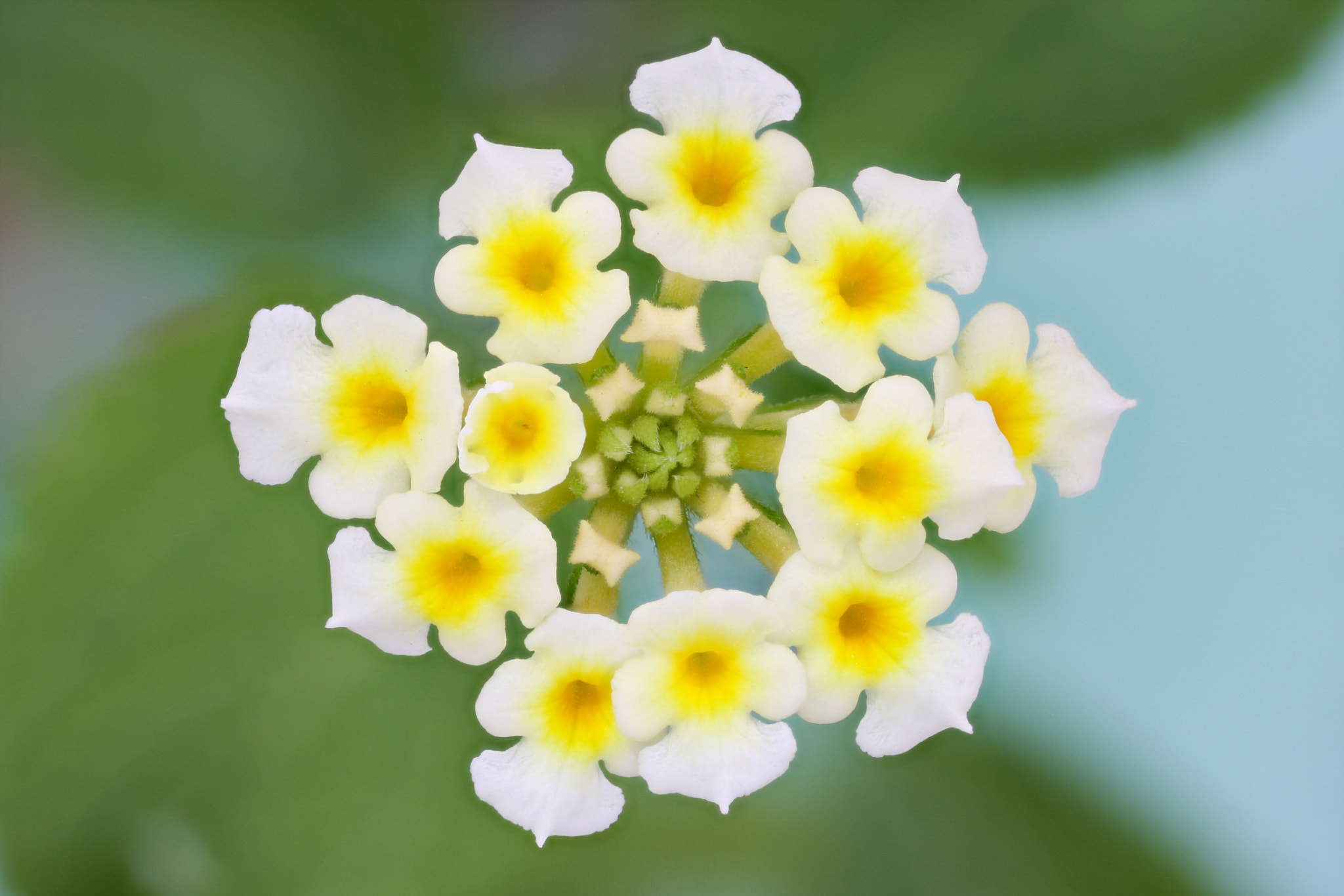 Canon EOS 40D + Canon EF 100mm F2.8L Macro IS USM sample photo. Bouquet photography