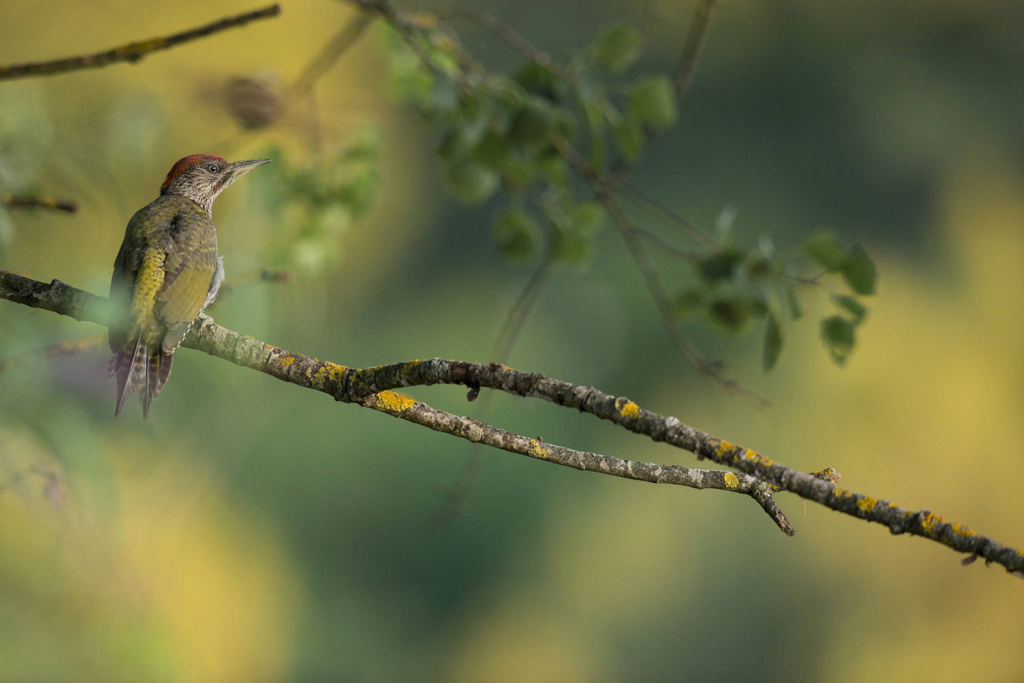 Nikon D800E sample photo. Pic vert - picus viridis photography