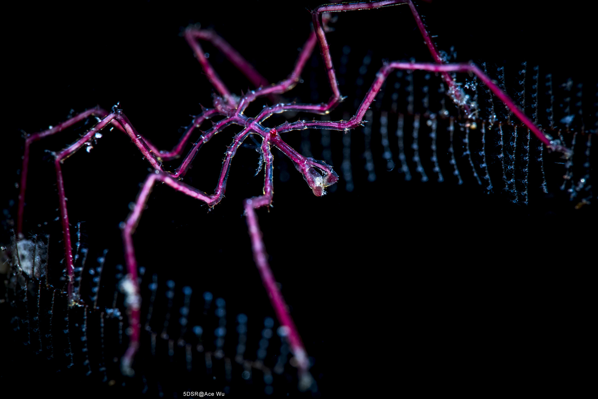 Canon EF 100mm F2.8L Macro IS USM sample photo. Spider photography