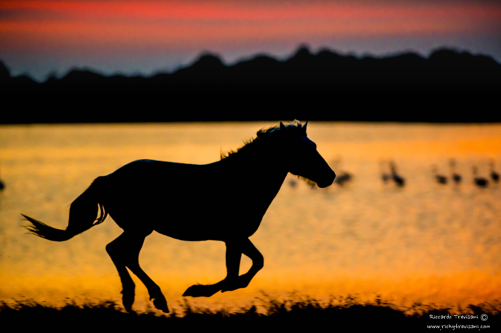 Nikon AF-S Nikkor 300mm F2.8G ED VR II sample photo. Running in the sunset photography
