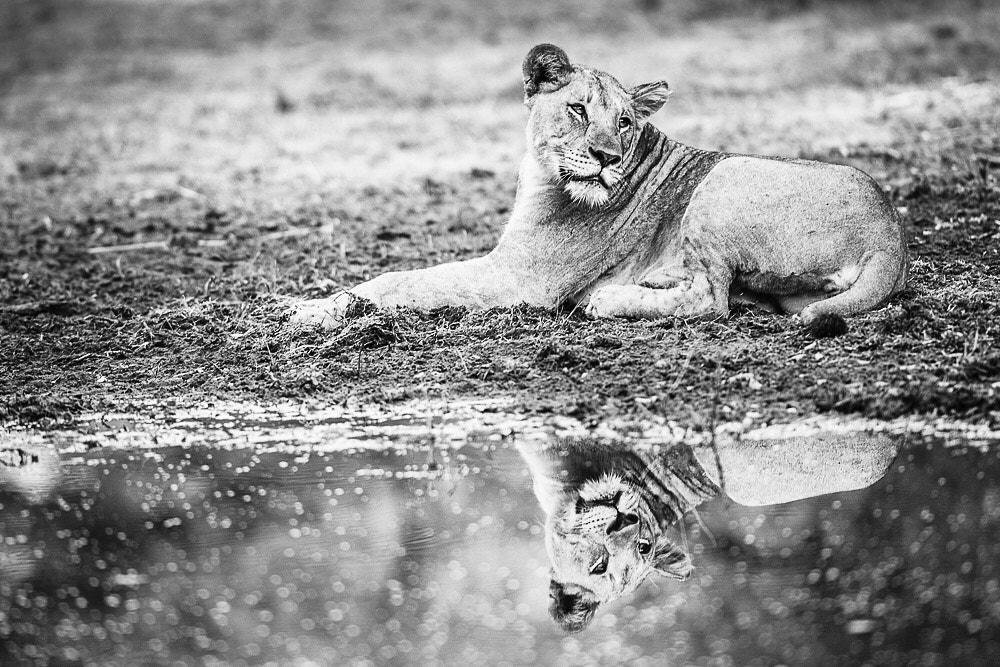 Nikon D810 sample photo. Reflection of lioness photography