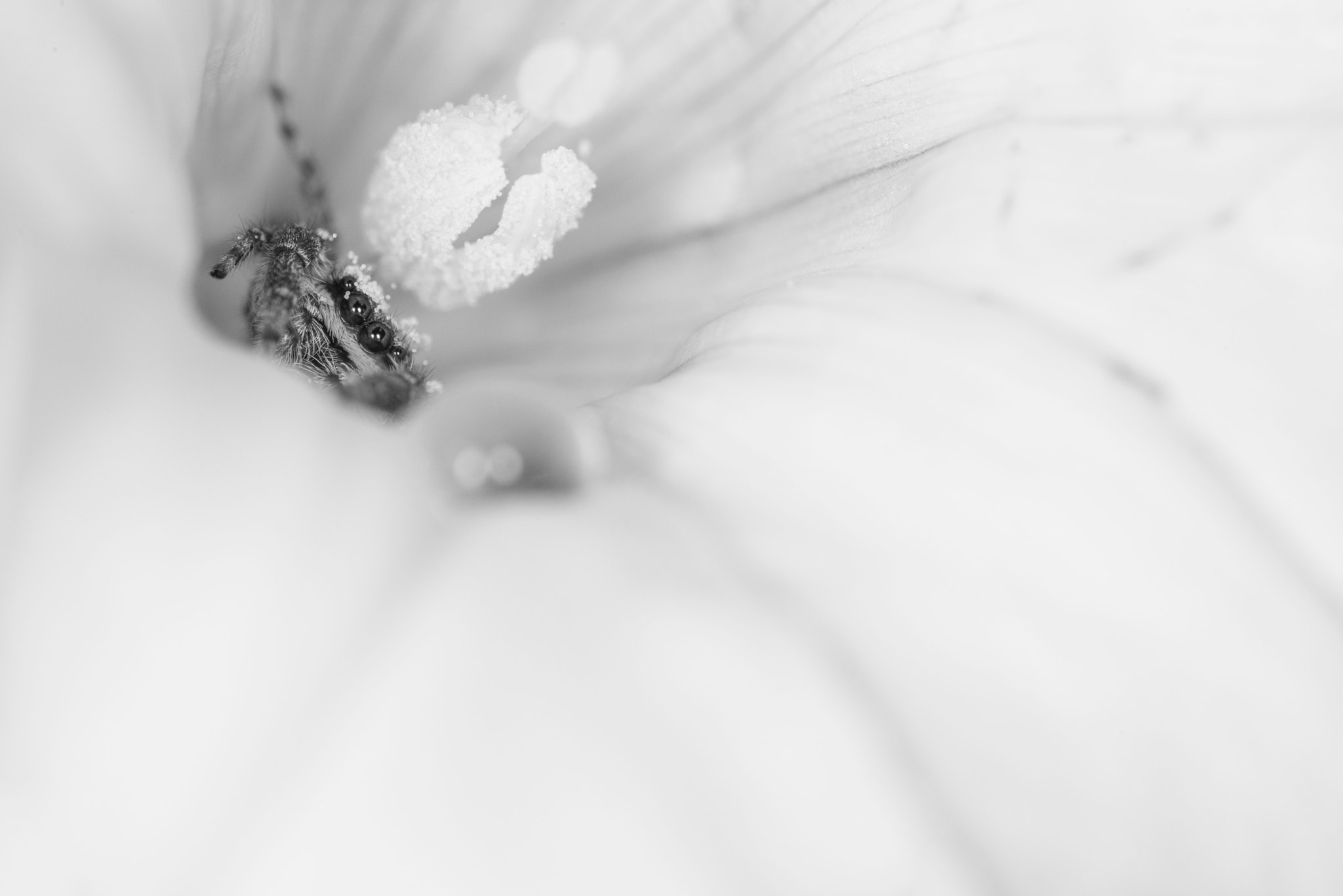 Sigma 150mm F2.8 EX DG OS Macro HSM sample photo. Marpissa muscosa - salticidae photography