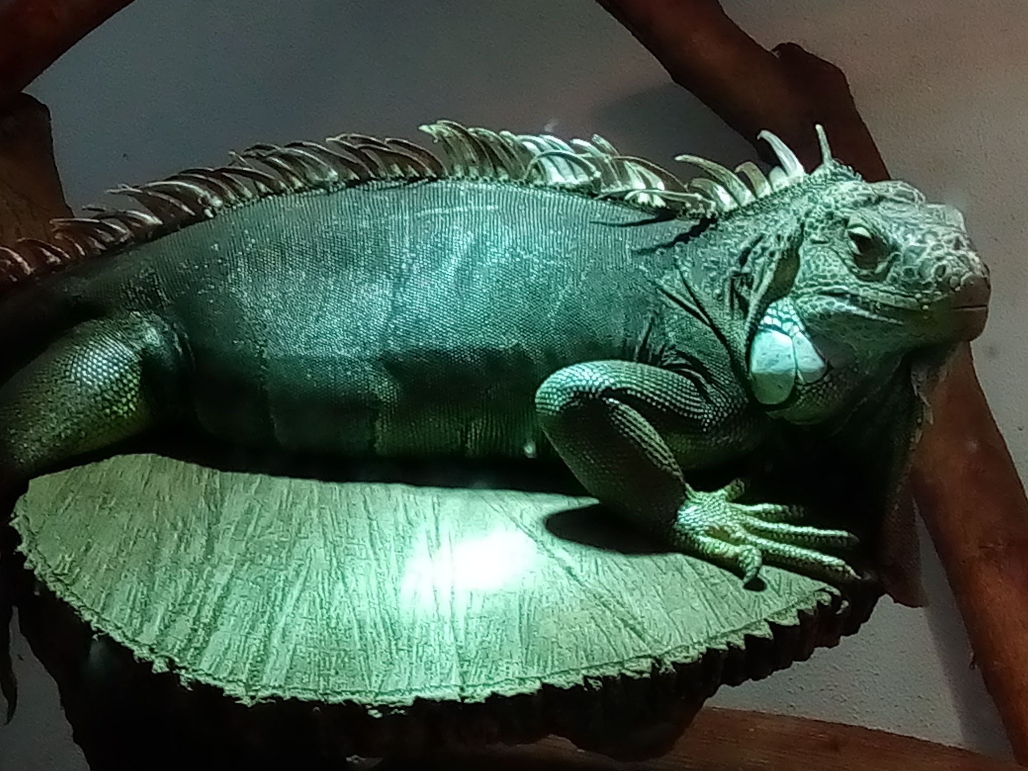 ZTE BLADE V580 sample photo