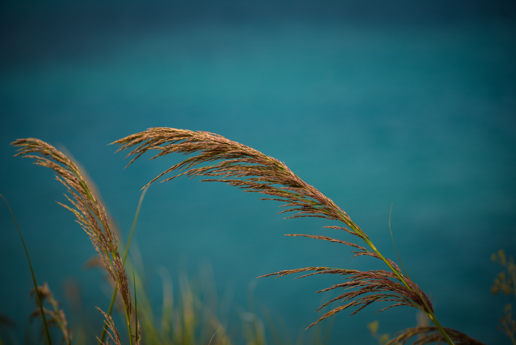 Sony a7S + Sony FE 70-200mm F4 G OSS sample photo. The end photography