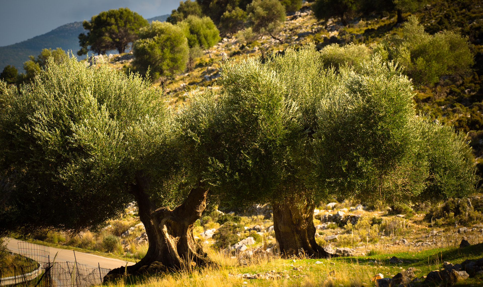 Sony a7S sample photo. More olive trees photography
