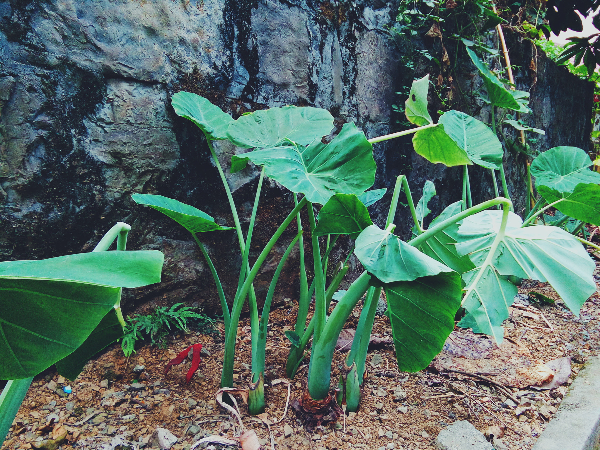 vivo Y33 sample photo